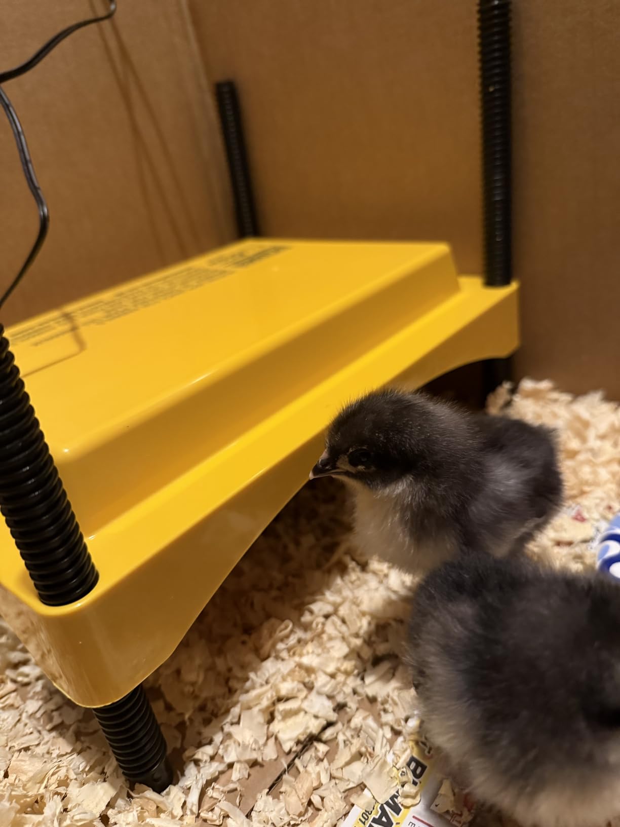 Brinsea Ecoglow Safety 600 Chick or Duckling Brooder, Up to 20 Chicks | 50+ years of trusted care! Height-adjustable 12W Brooder Plate delivers safe low voltage heat for natural stress-free growth customer photo 2