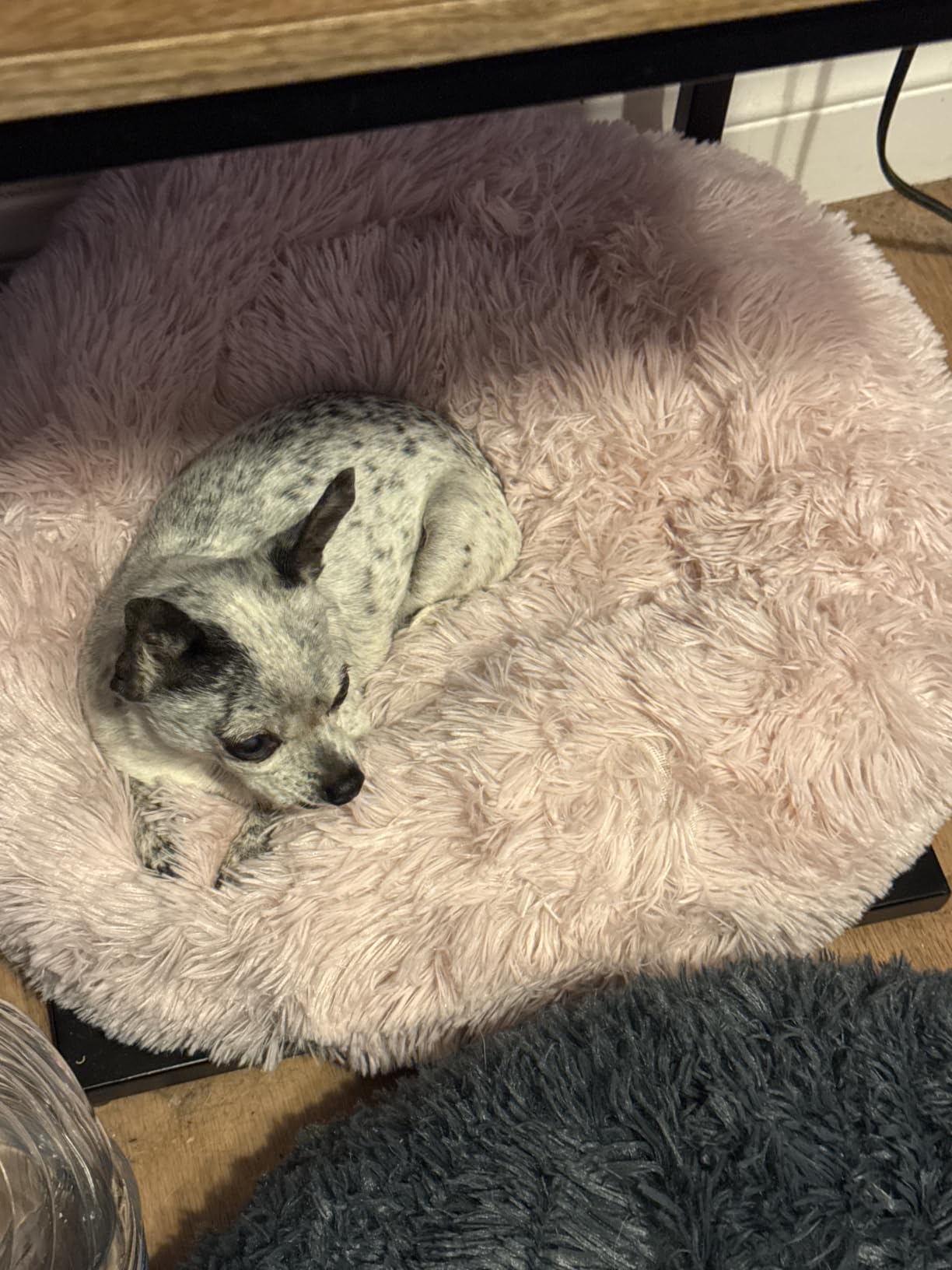 Best Friends by Sheri Original Calming Donut Dog Bed, Taupe, Medium, 30