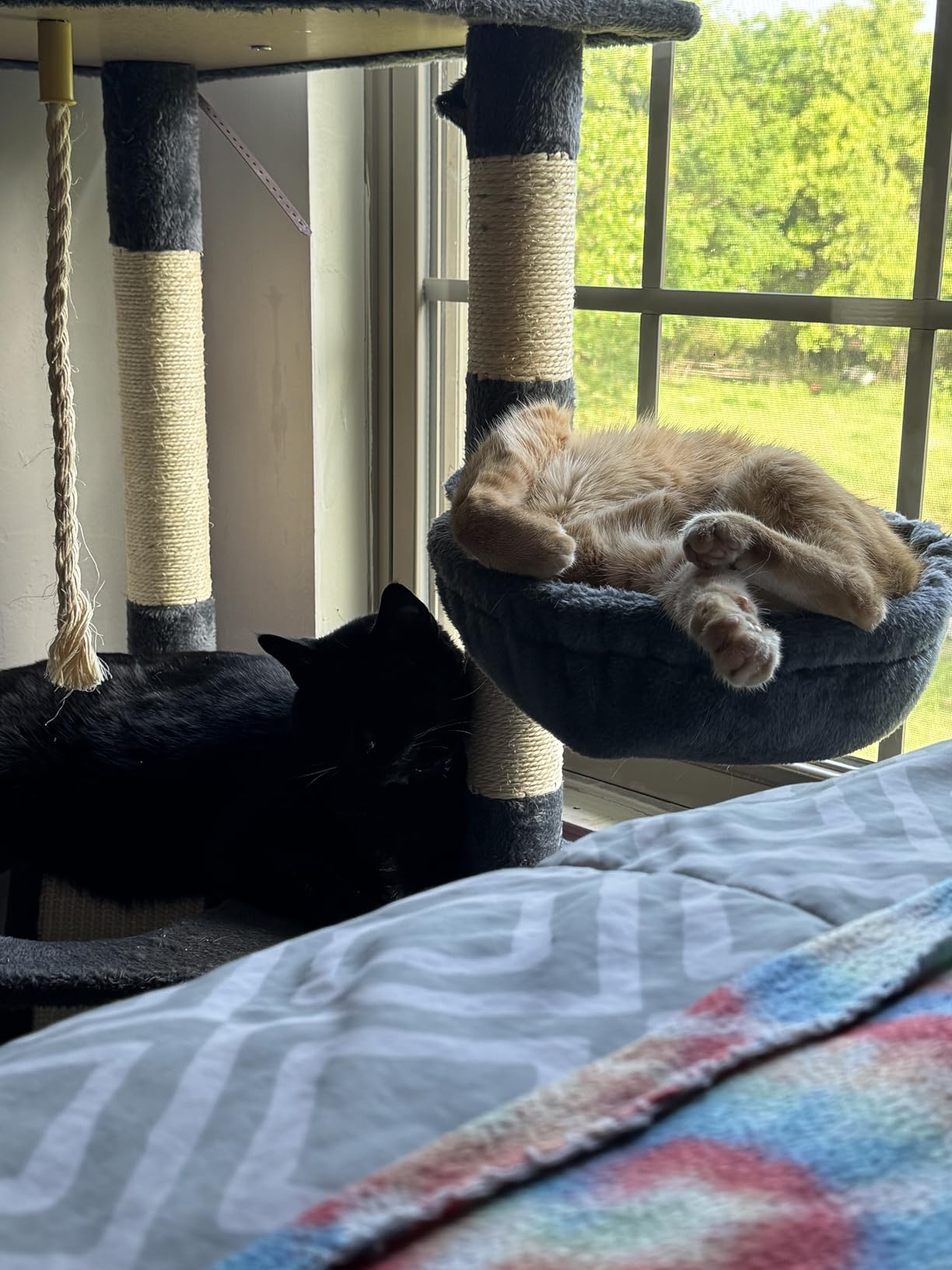 Yaheetech 79in Multi-Level Cat Tree for Multiple Cats with 9 sisal Posts customer photo 1