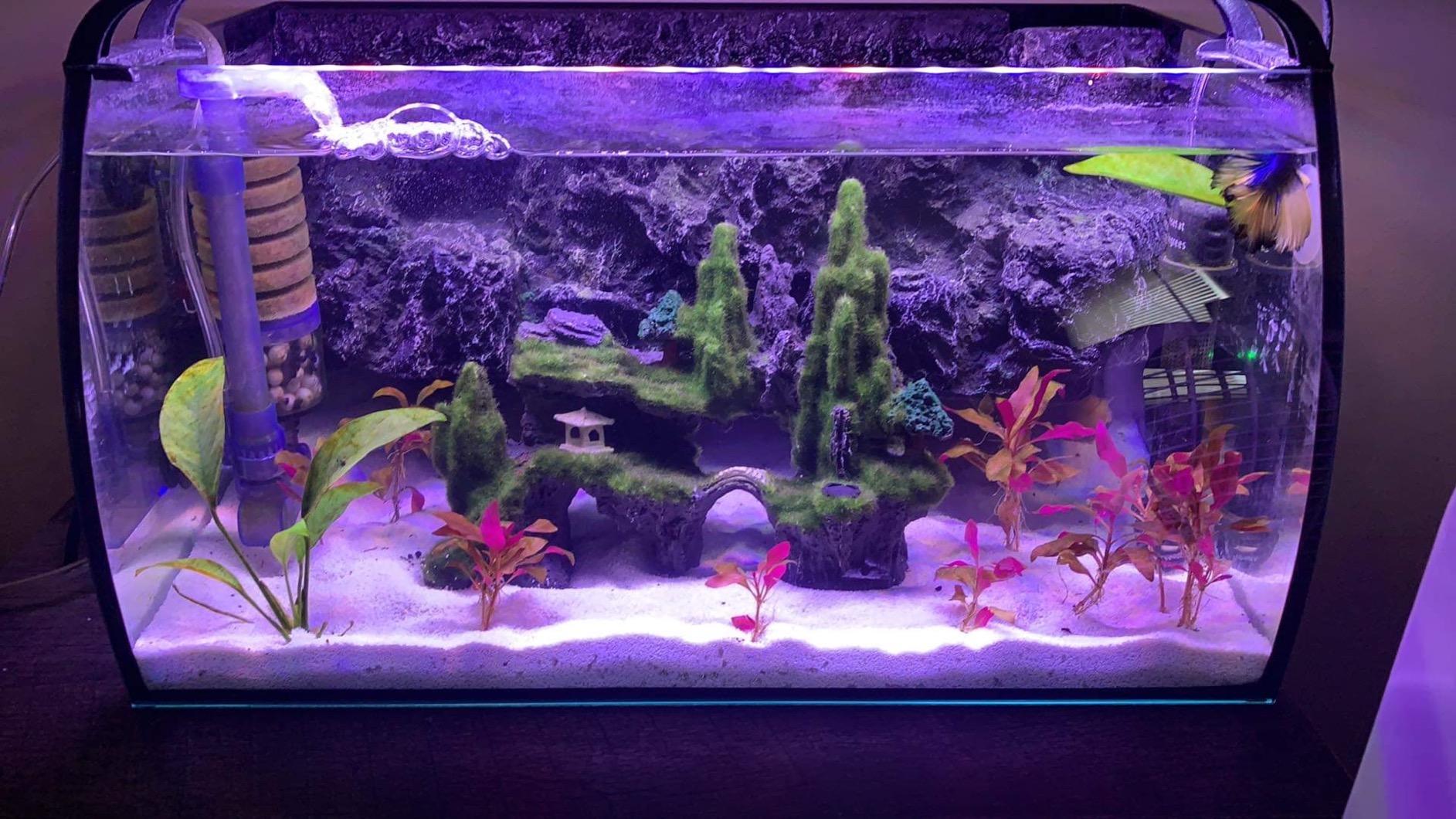 hygger Horizon 8 Gallon LED Glass Aquarium Kit for Starters with 7W Power Filter Pump, 18W Colored led Light, Wide View Curved Shape Fish Tank with Undetachable 3D Rockery Background Decor customer photo 2