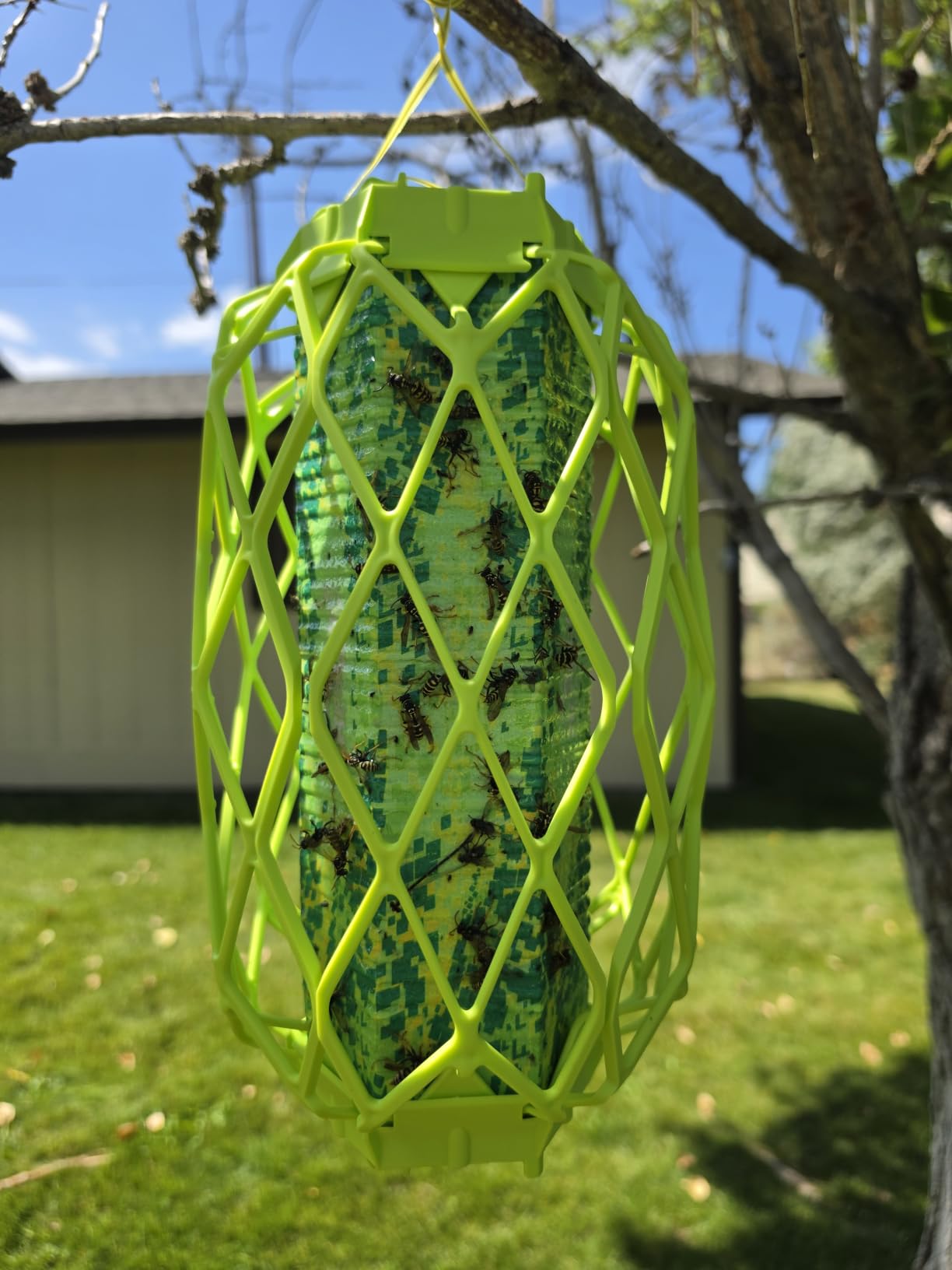 RESCUE! VisiLure® TrapStik for Wasps, Mud Daubers, Carpenter Bees – 2 Pack customer photo 2