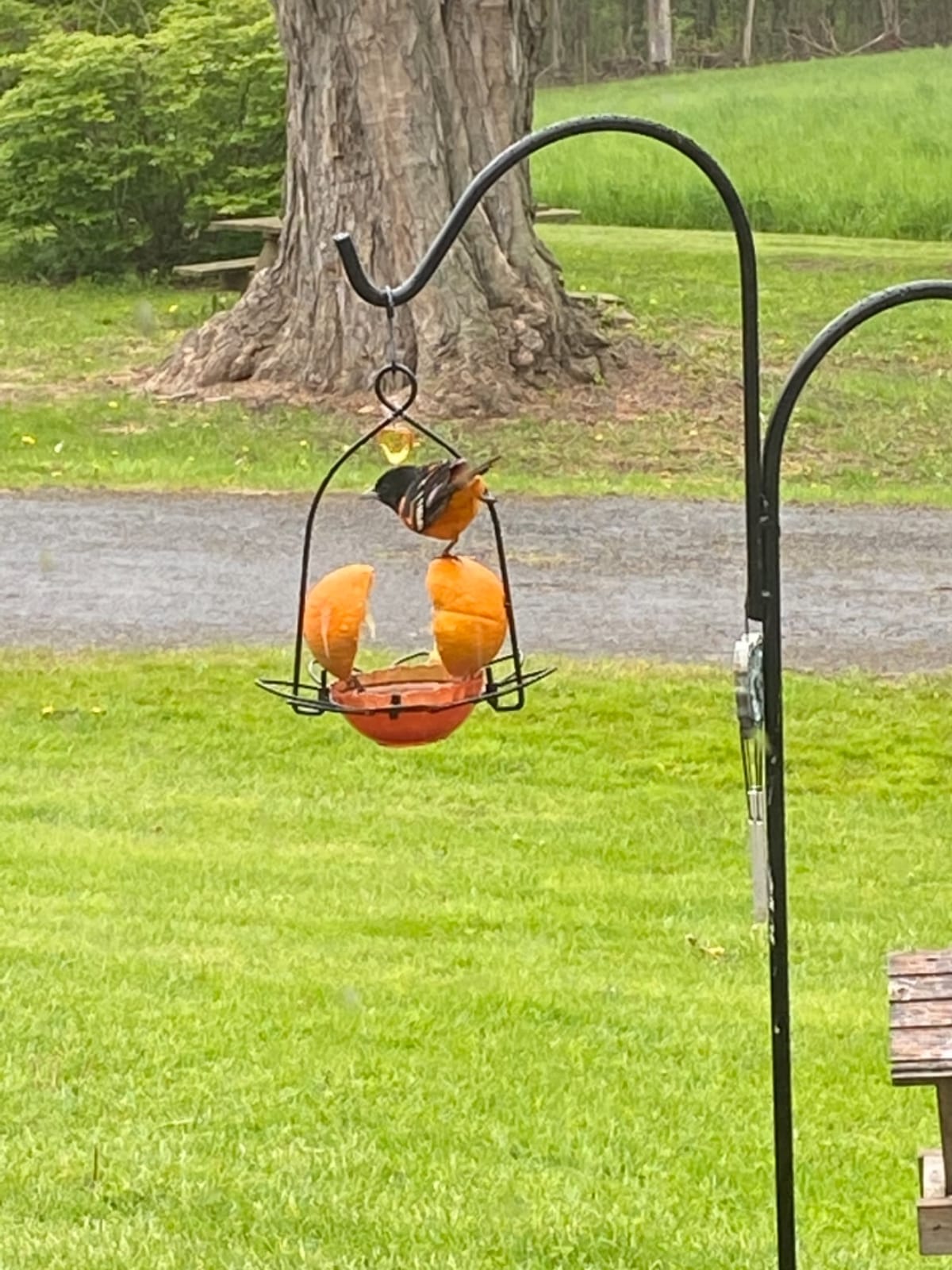 FORUP Oriole Bird Feeder, Orange Fruit Oriole Feeder customer photo 2