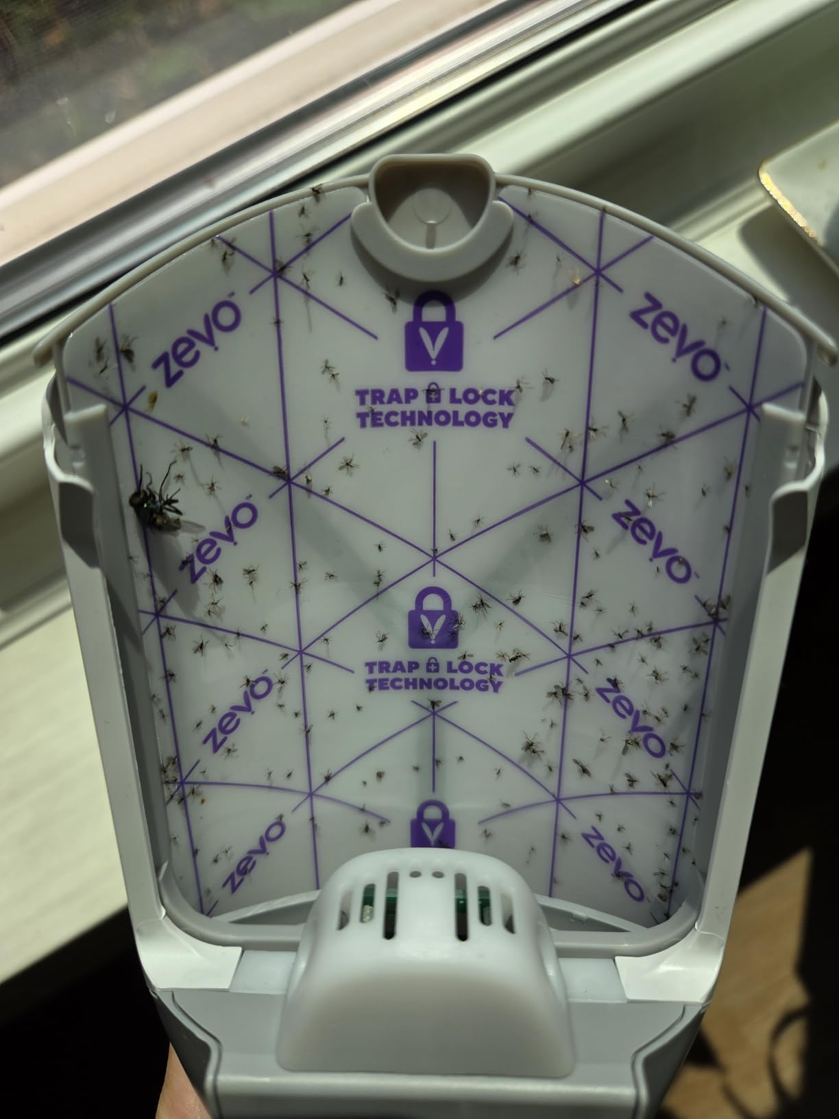 Zevo Flying Insect Trap for Fruit Flies & Gnats, 1 Plug-in Base & 1 Refills | Catches Fruit Flies & Gnats Near Fruit Bowls & Trash Bins, Spray-Free, Odor-Free, Blue & UV Light Trap, Safe for Kids & Pets* customer photo 1