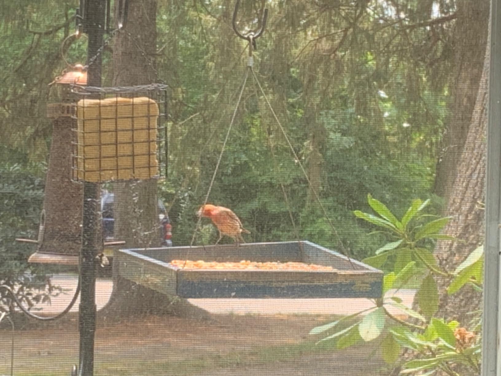 Solution4Patio 360° Viewing Outdoor Platform Bird Feeder, Rustproof Mesh customer photo 2