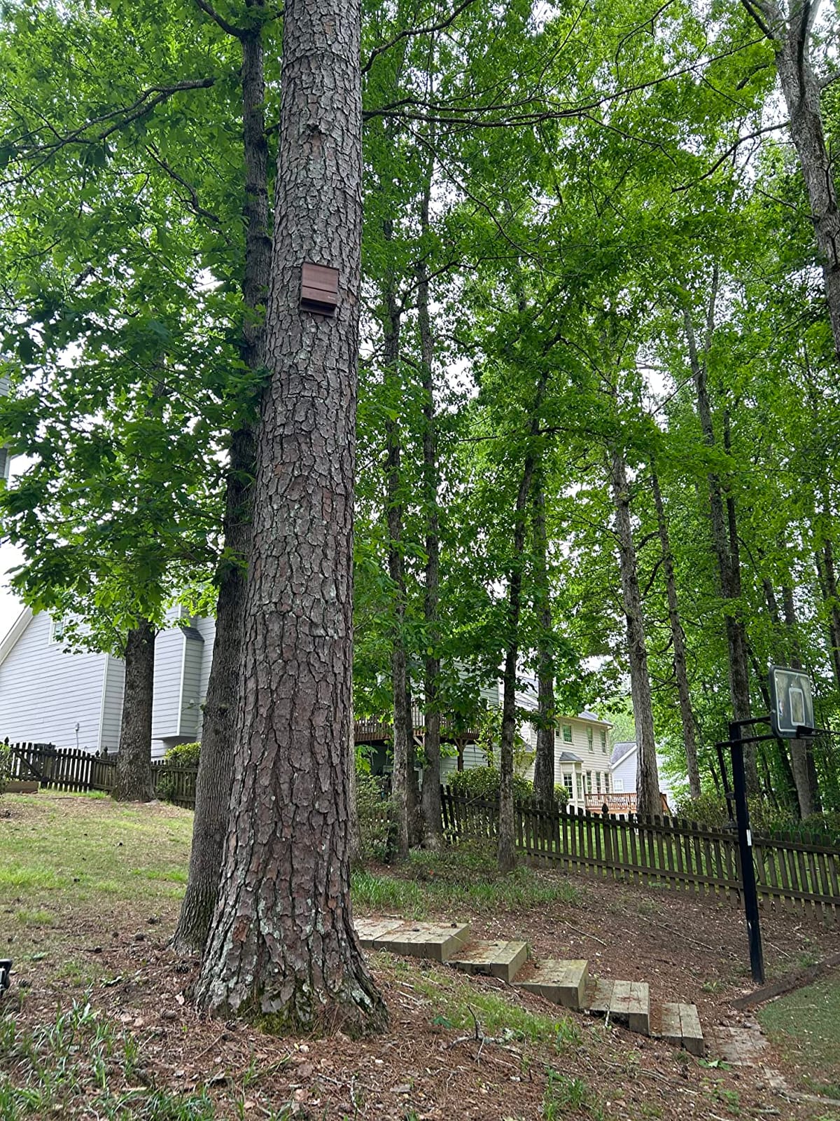Kenley Bat House - Large Outdoor Bat Box with Triple Chamber - Cedar Wood customer photo 1