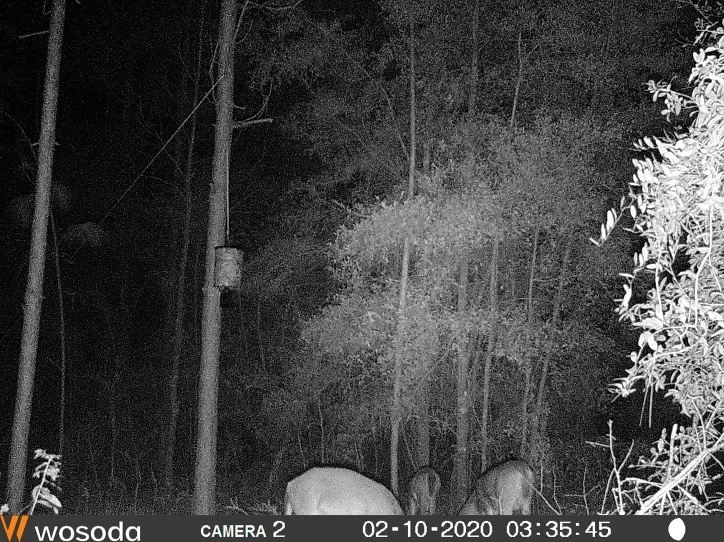 WOSODA 2 Pack Trail Cameras with Night Vision Motion Activated Waterproof,48MP Game Camera,1080P HD Trail Cam with SD Card for Wildlife Monitoring,Outdoor Scouting & Security(Non-WiFi) customer photo 1
