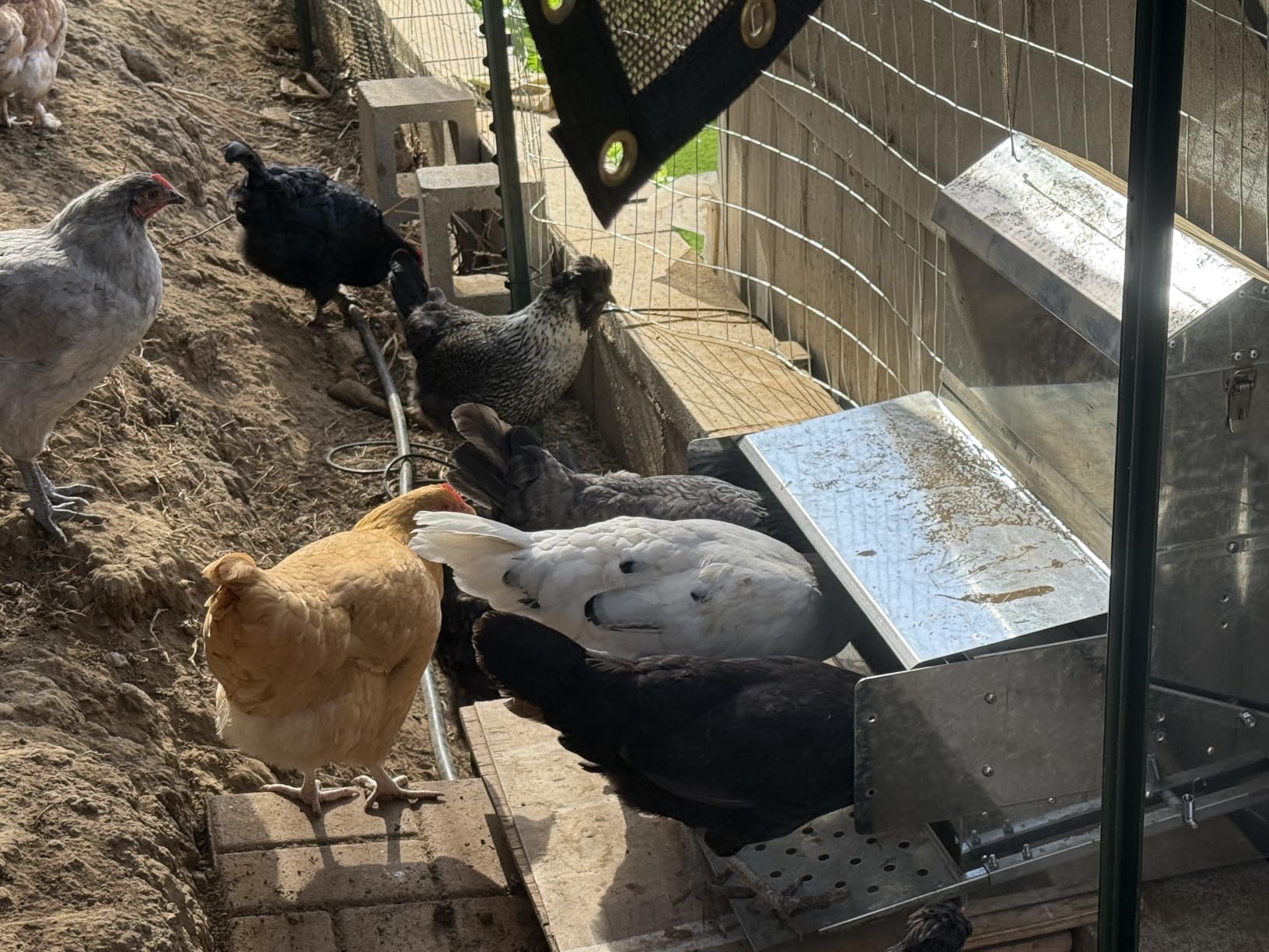 RentACoop Automatic Treadle Chicken Feeder, Rat Proof No Waste, 40 lb customer photo 2