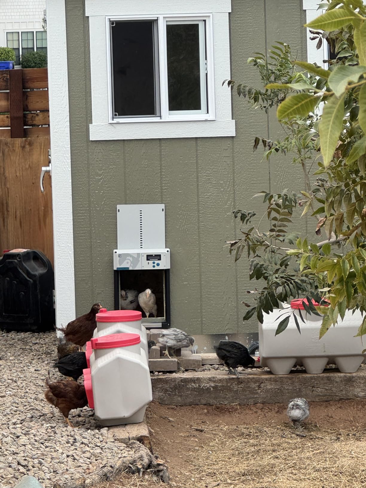 OverEZ Chicken Feeder - Holds 50 Pounds of Feed - Inside or Outside Hen Coop - Large Gravity Fed Automatic Poultry Dispenser - No Waste Rainproof Design customer photo 2