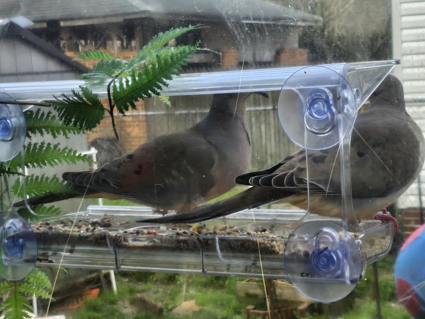 D.F. Omer Window Bird Feeder with 3 Section Tray and Roof Cover, Weatherproof Outdoor Suction Cup Hanger Acrylic Plastic Bird Feeder , Clear customer photo 1