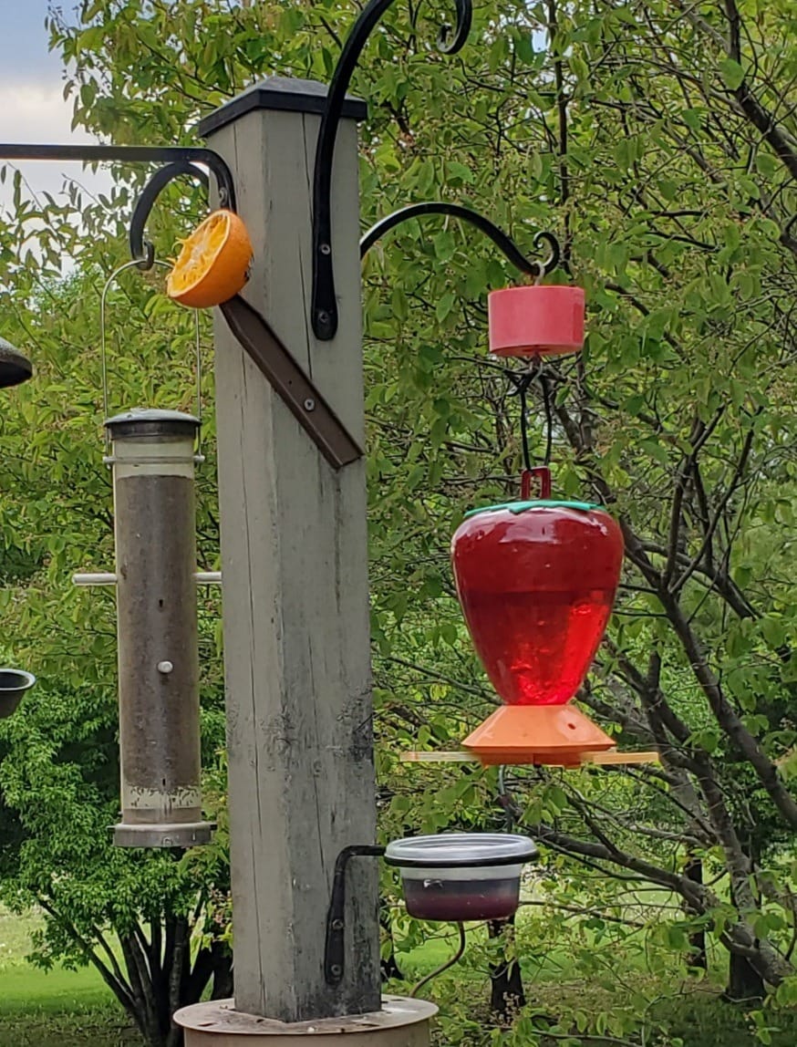 Perky-Pet 9113-1SR Top Fill Glass Oriole Feeder - 3 Types of Food - Jelly Cup, Fruit Spike, and Nectar - Outdoor Garden Décor, Unique Gifts customer photo 1
