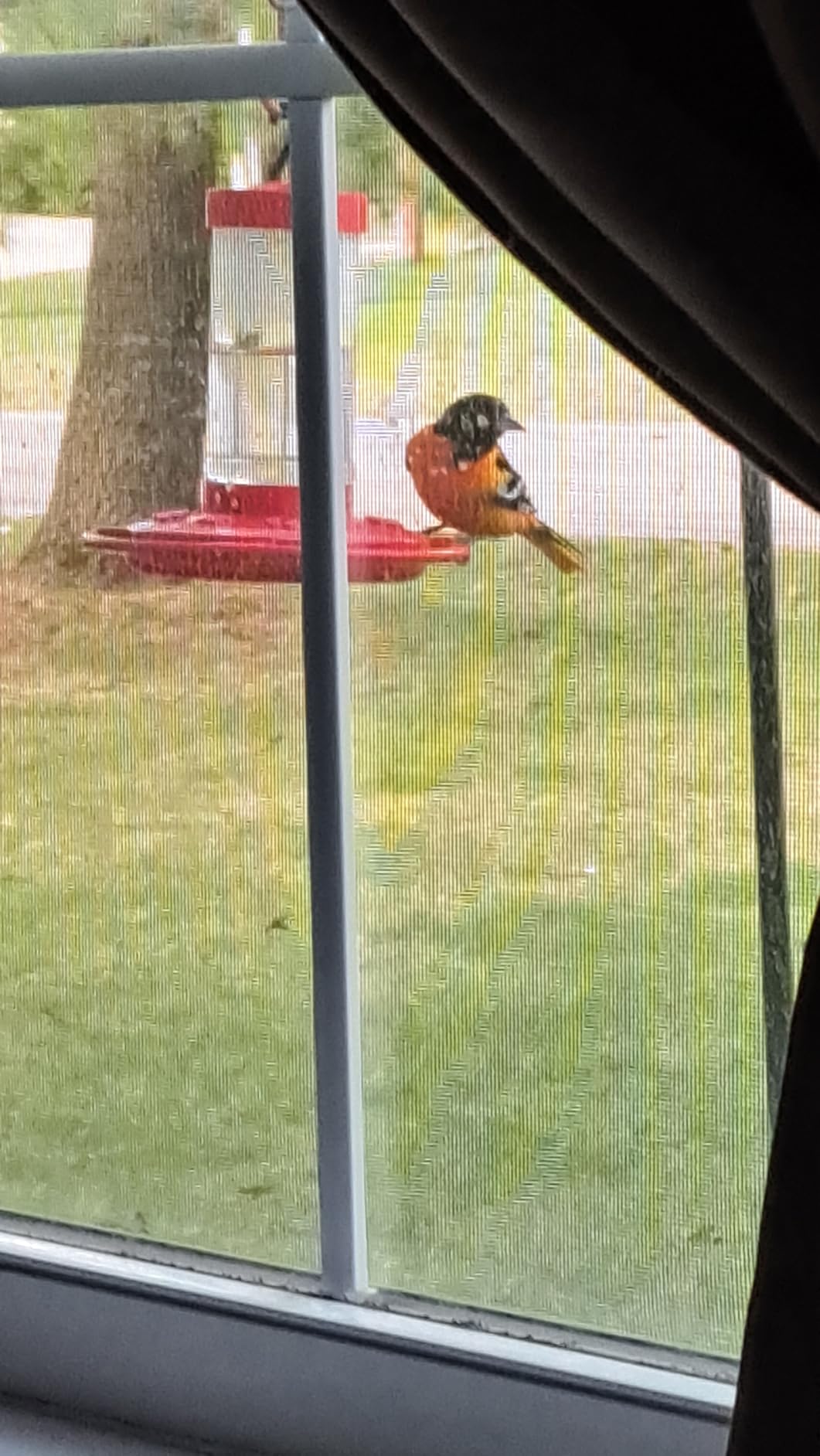 Perky-Pet 9113-1SR Top Fill Glass Oriole Feeder - 3 Types of Food - Jelly Cup, Fruit Spike, and Nectar - Outdoor Garden Décor, Unique Gifts customer photo 2