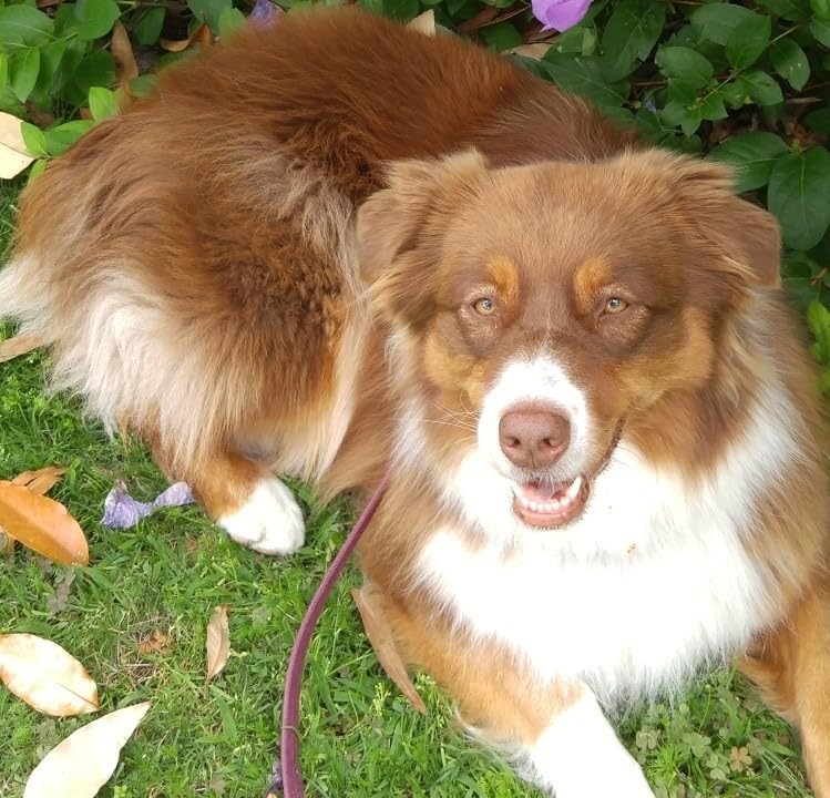 Dogrook Humane No Shock Rechargable Beep & Vibration Bark Collar for Dogs customer photo 2