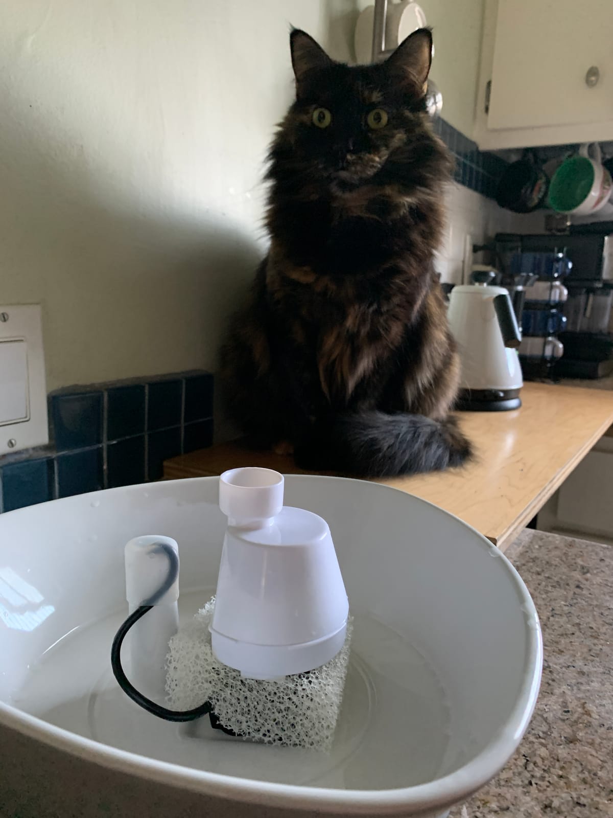 PetSafe Ceramic Pet Fountain – for Cats and Small Dogs – 60 Oz Water Capacity – Whisper-Quiet Water Flow – Great for Shy or Timid Pets – Fresh, Filtered Water customer photo 1