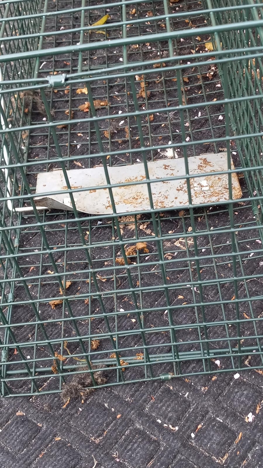 HOMESTEAD 32 Inch Live Animal Trap - Specialized for Raccoons, Opossums, Groundhogs, Skunks, Feral Cats, Squirrels - Humane Way Catch & Release Animal Trap customer photo 1