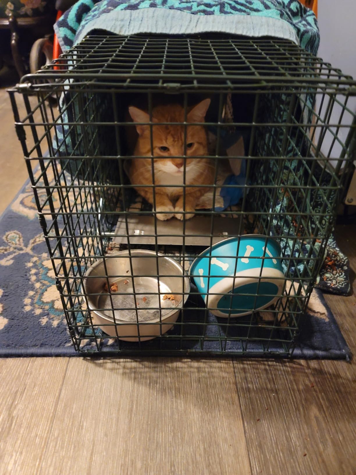 HOMESTEAD 32 Inch Live Animal Trap - Specialized for Raccoons, Opossums, Groundhogs, Skunks, Feral Cats, Squirrels - Humane Way Catch & Release Animal Trap customer photo 2