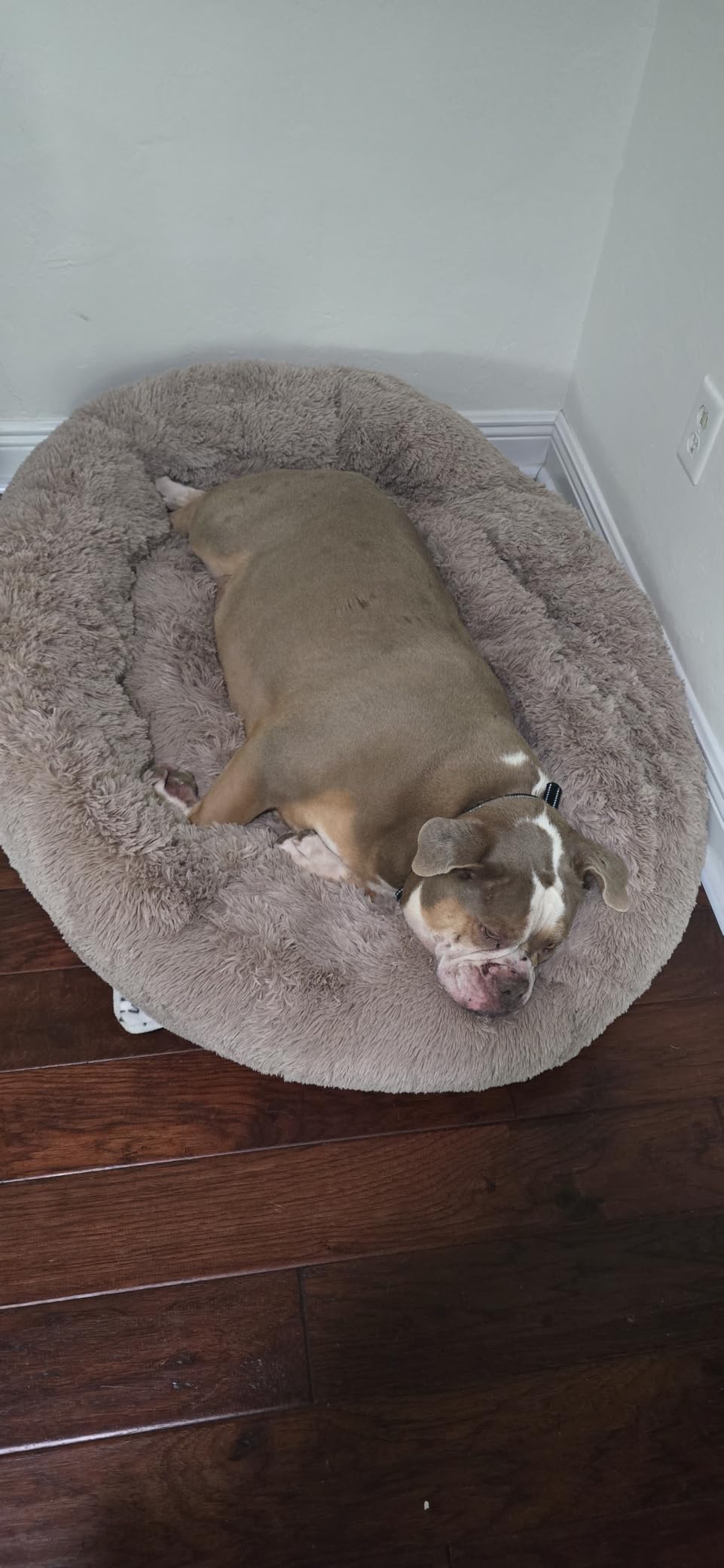 Bedsure Calming Dog Bed Medium Size Dog Donut Washable Pet Bed,30ins Camel customer photo 1