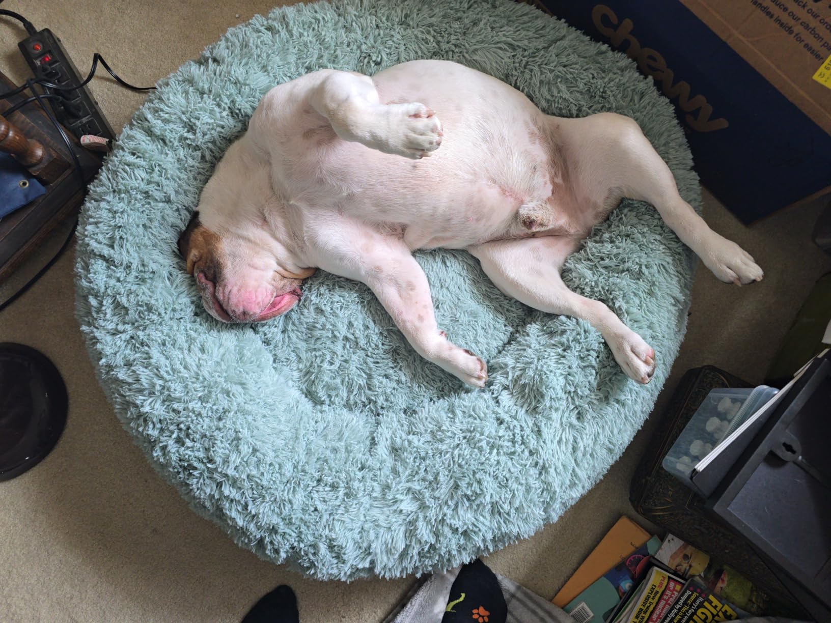 Bedsure Calming Dog Bed Medium Size Dog Donut Washable Pet Bed,30ins Camel customer photo 2