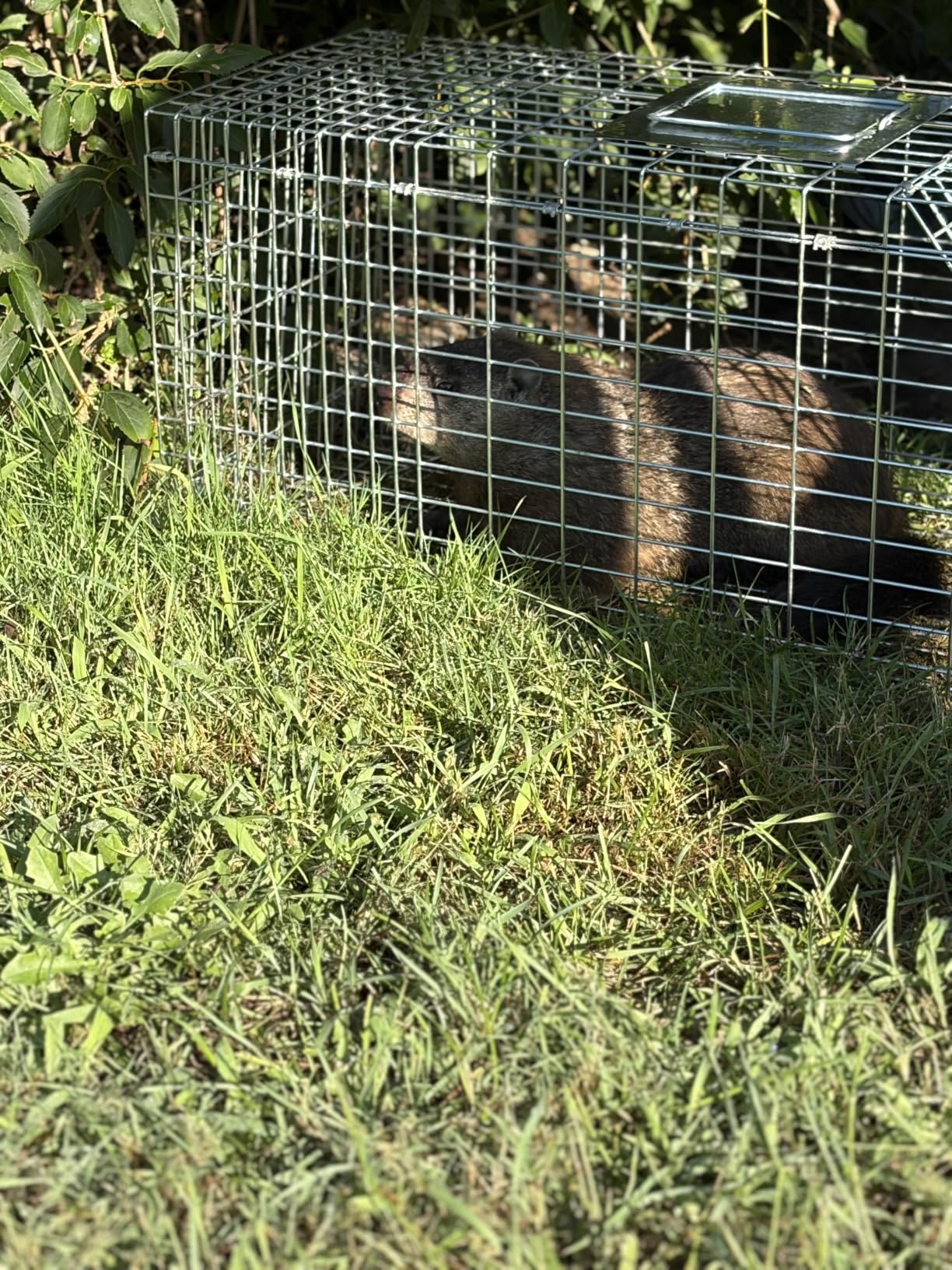 ANT MARCH 32'' Live Animal Cage Trap with Gloves Steel Humane Release customer photo 2