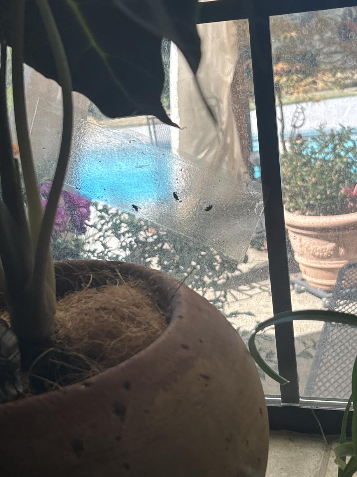 Kensizer 30-Pack Window Fly Traps for Indoors, House Fly Trap customer photo 1