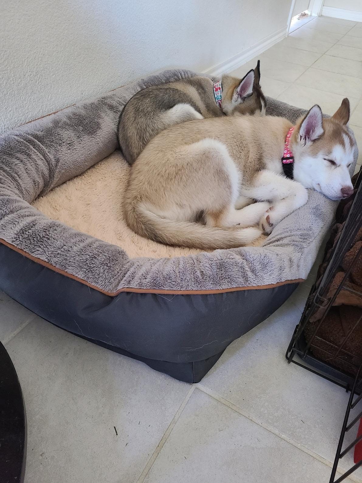 JOYELF XXLarge Memory Foam Dog Bed, Orthopedic Dog Bed & Sofa with Removable Washable Cover for Large Dogs customer photo 2