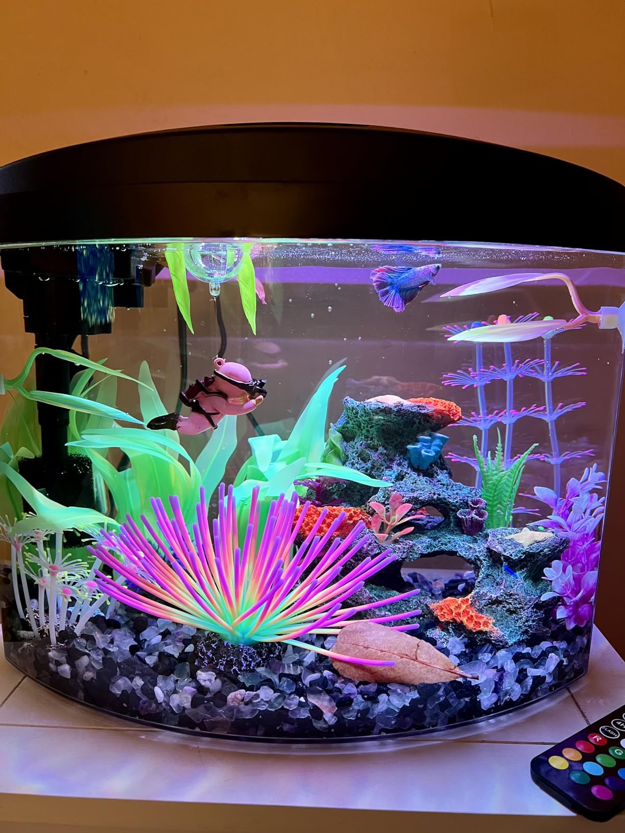 Aqueon LED MiniBow Small Aquarium Fish Tank Kit, Black, 2.5 Gallon customer photo 2