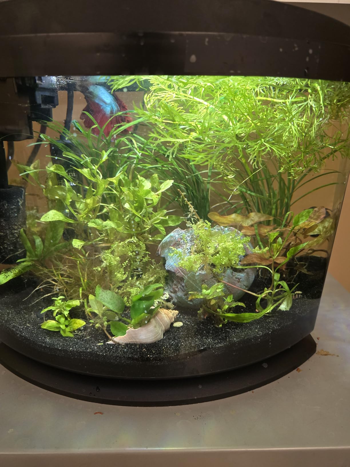 Aqueon MiniBow Small Aquarium Starter Kit, All-in-One Desktop Fish Tank for Betta, Shrimp or Small Fish, Includes SmartClean Filter Technology, LED Light and Conditioner, Black, 5 Gallon customer photo 1