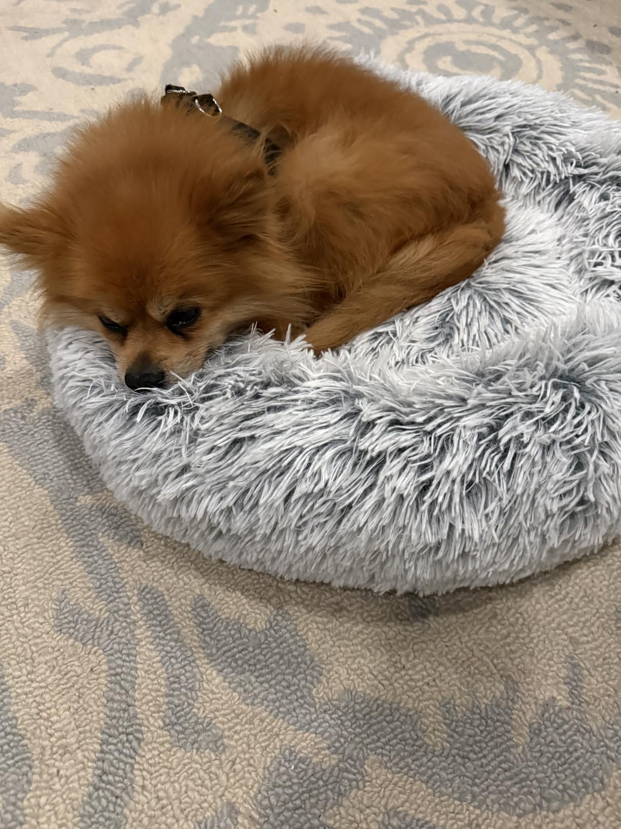 WESTERN HOME WH Calming Dog Bed & Cat Bed Washable Puppy Bed,24