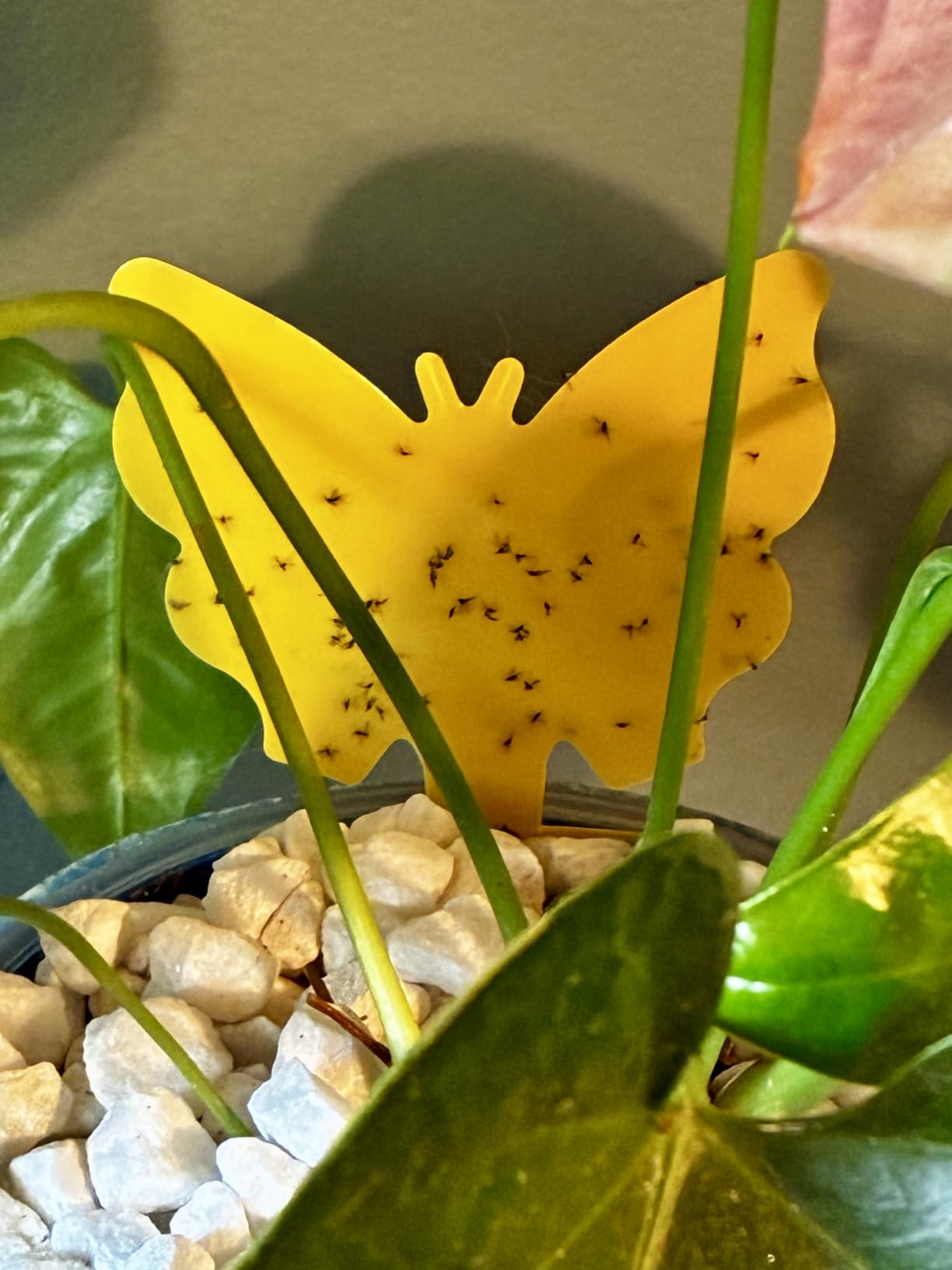 Fruit Fly Traps Fungus Gnat Traps Yellow Sticky Bug Traps 36 Pack No Harm and Odorless for Indoor Outdoor Use Protect The Plant customer photo 1