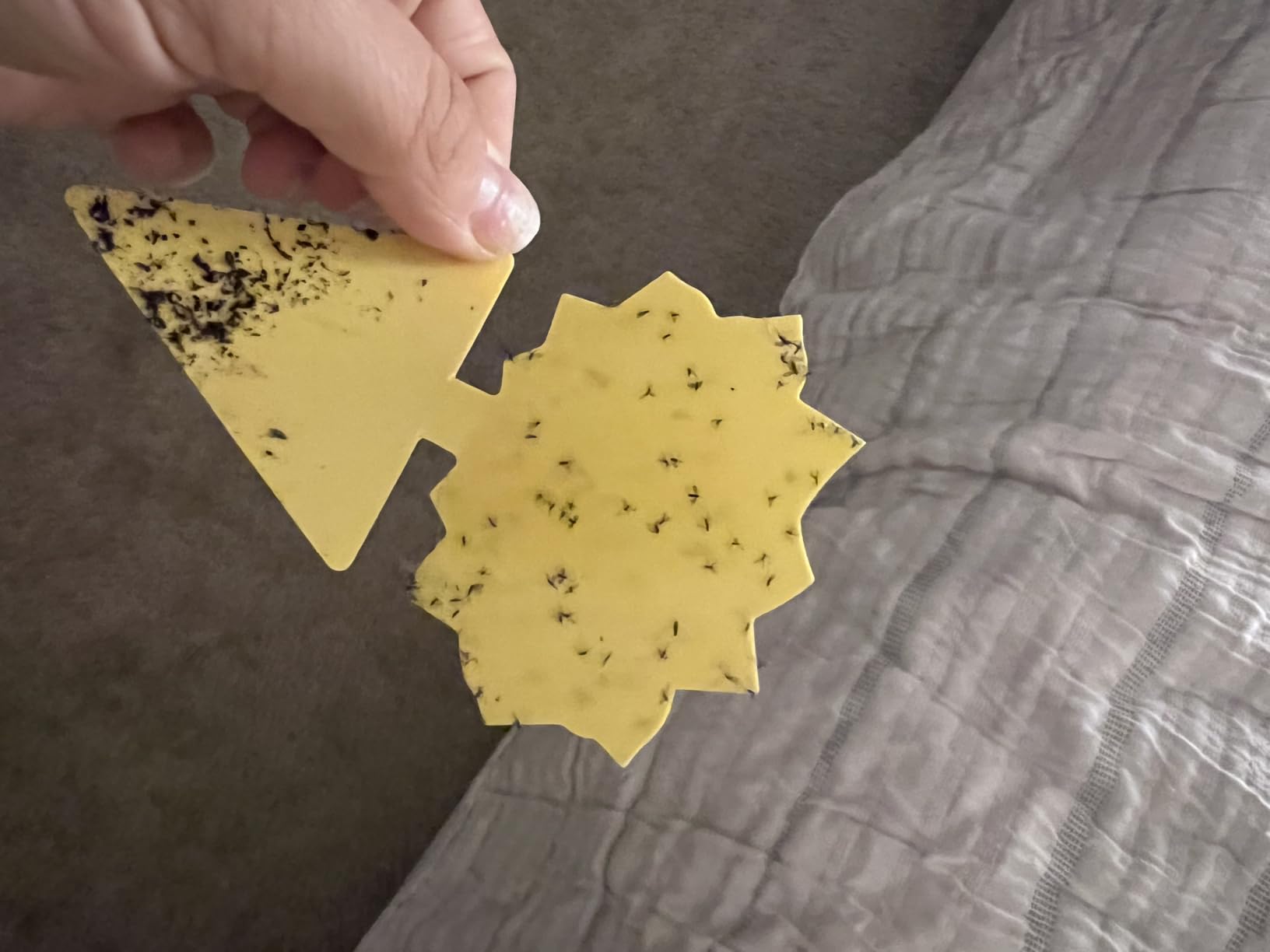 Fruit Fly Traps Fungus Gnat Traps Yellow Sticky Bug Traps 36 Pack No Harm and Odorless for Indoor Outdoor Use Protect The Plant customer photo 2
