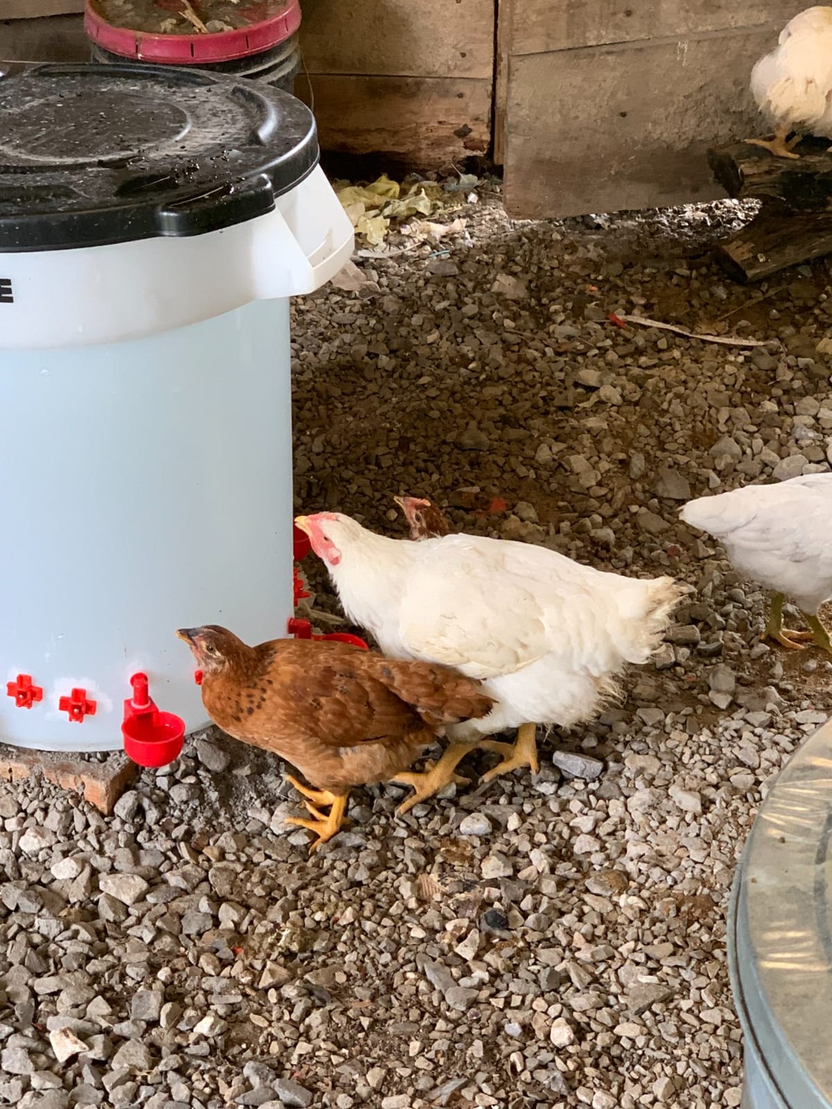 Poultry Pro DIY Chicken Feeder Kit, Weatherproof, 3 Ports & Hole Saw customer photo 1