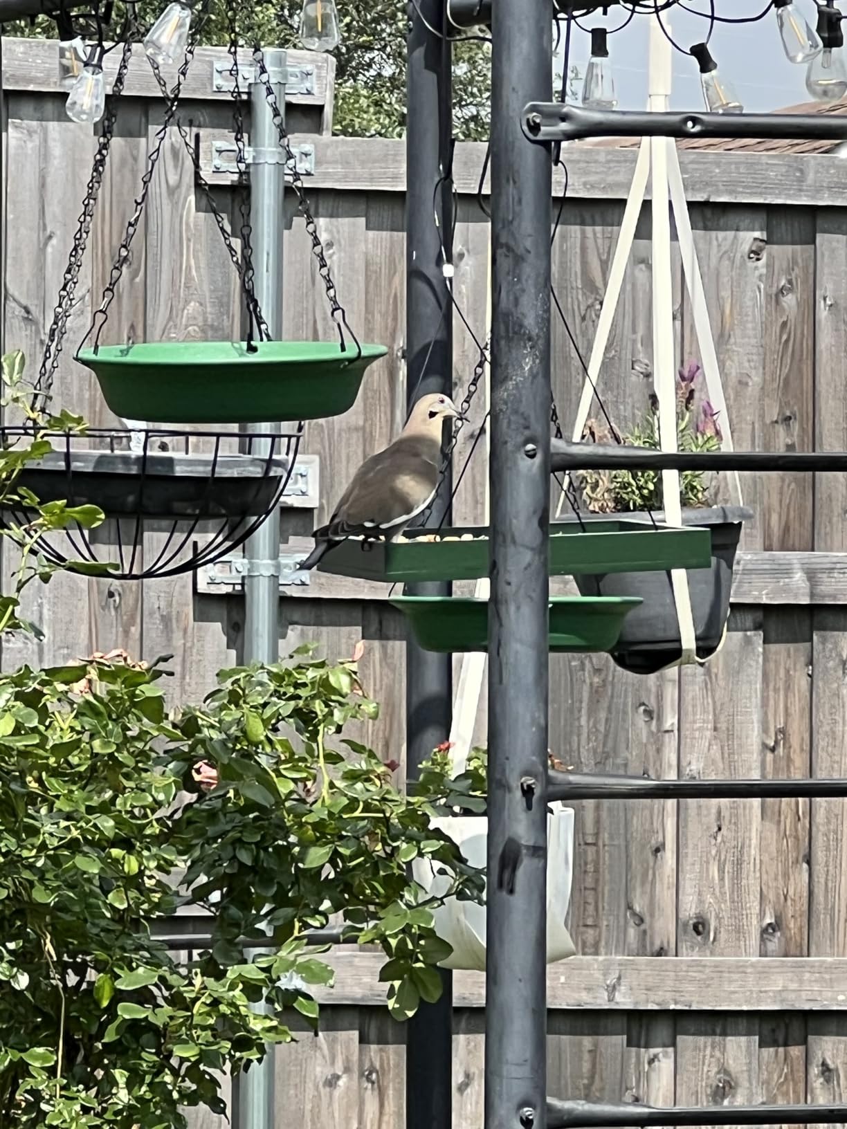 MIXXIDEA Bird Feeder Hanging Tray, Bird Feeders for Outdoors, Wooden Seed Tray Platform Mesh Seed Platform for Garden Yard Outside Decoration Attracting for Wild Birds (Green-1pk) customer photo 2