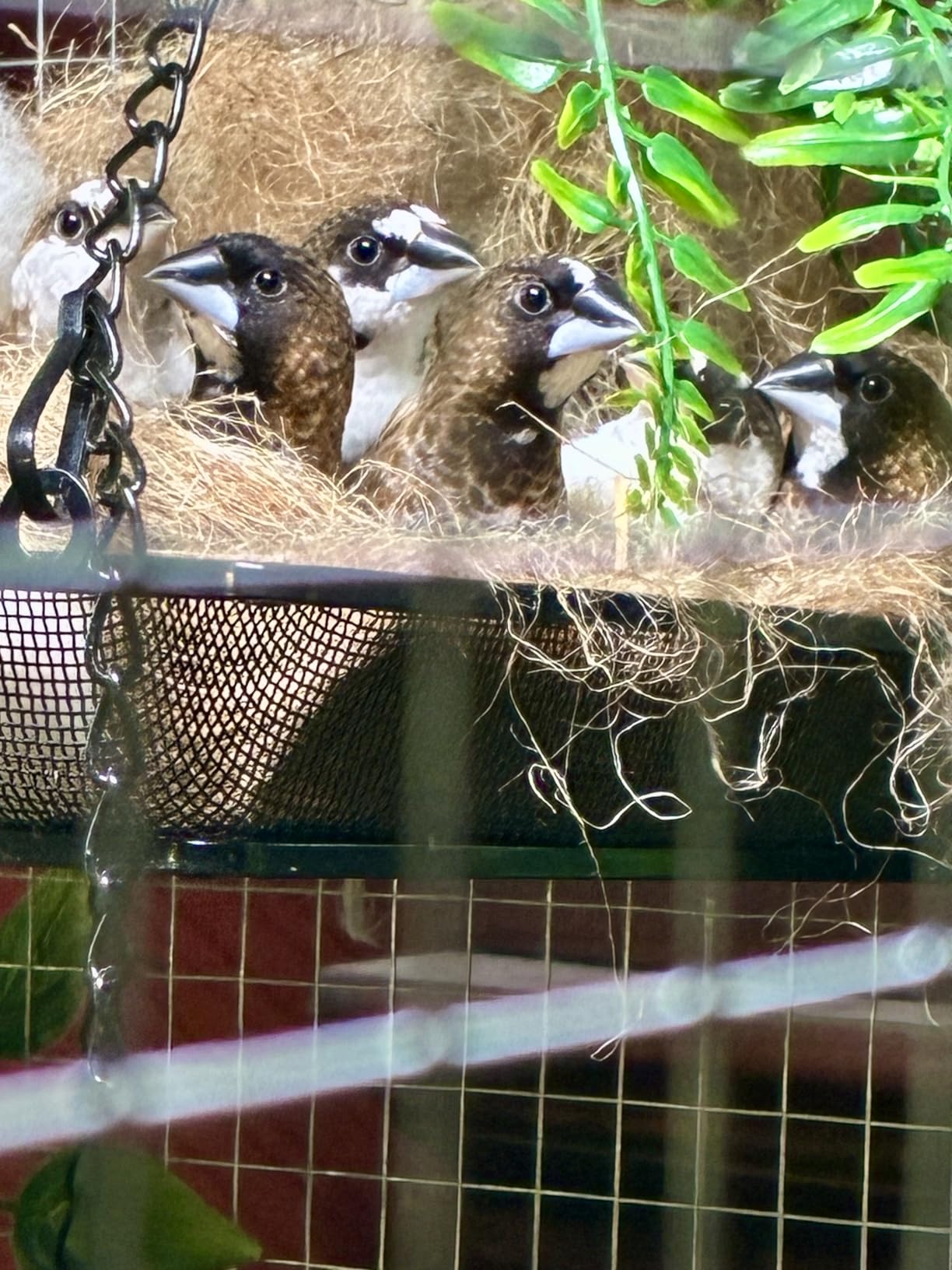 Hanging Bird Feeder Tray Platform Metal Mesh Seed Tray for Bird Feeding Outdoor Garden Decoration for Backyard Attracting Wildbirds customer photo 1