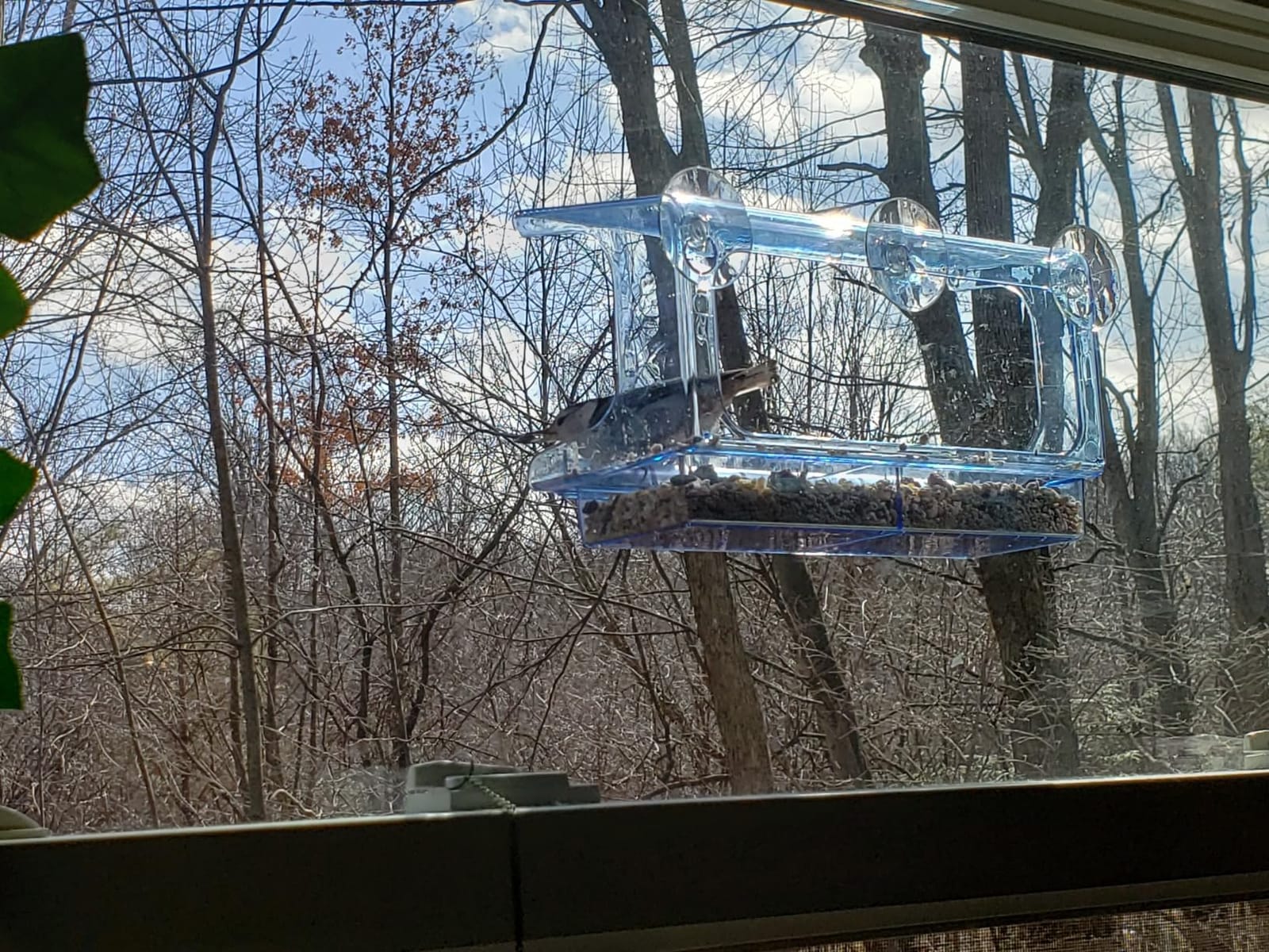 LUJII Shatterproof Window Bird Feeder with Strongest Suction Cups, Polycarbonate Window Mount Feeder with Crystal Clear View & Life-Out Tray, Fits Bigger Birds Like Cardinal or Blue Jay, Clear customer photo 1