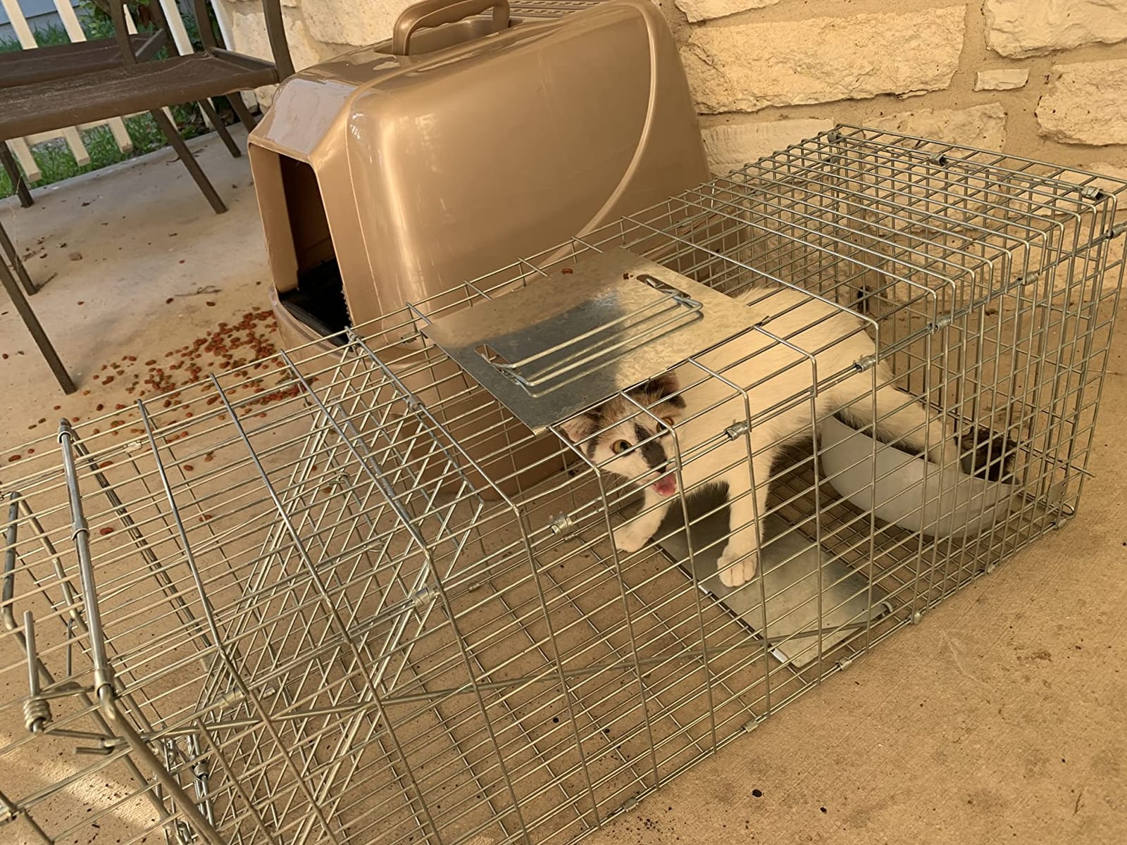 Large Collapsible Humane Live Animal Cage Trap No-Kill Trapping Kit for Humane Catch Release Rabbits, Stray Cat, Squirrel, Raccoon, All Fit Sized Animals, Heavy Duty, 2-Door 31