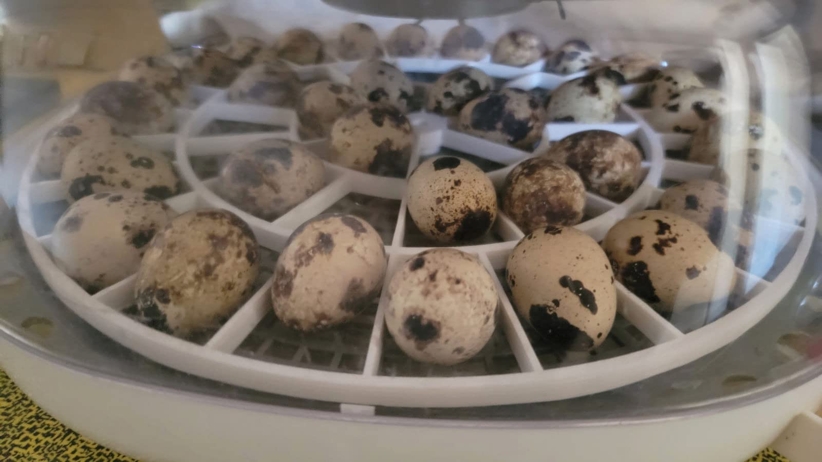 Generic 3D Printed Quail Egg Turner for Nurture Right 360 Incubator customer photo 2