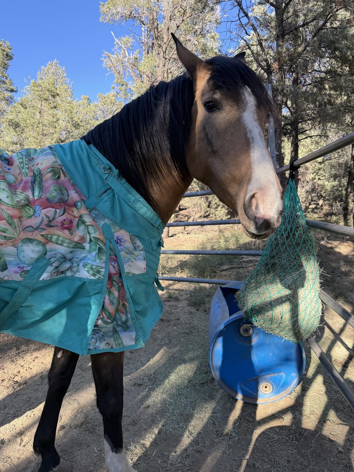 Majestic Ally 2 pcs Slow Feed 42” Hay Net for Horses, Strong Small 2x2” Holes, Nylon Rope Hanging, Adjustable Travel Feeder for Trailer and Stall, Simulates Grazing, Reduce Waste customer photo 1