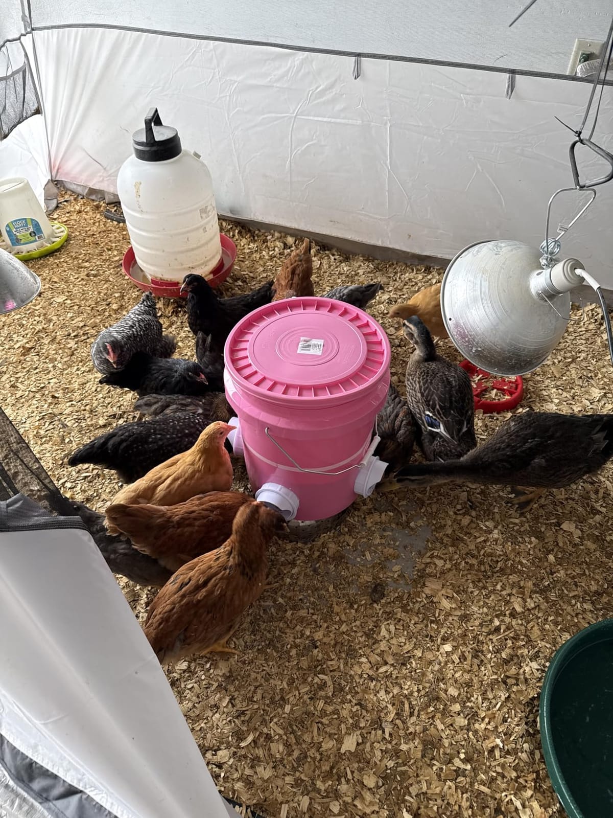 DIY Chicken Feeder Rain Proof Poultry Feeder Port Gravity Feed Kit for Buckets, Barrels, Troughs (4 Port with holesaw) customer photo 2