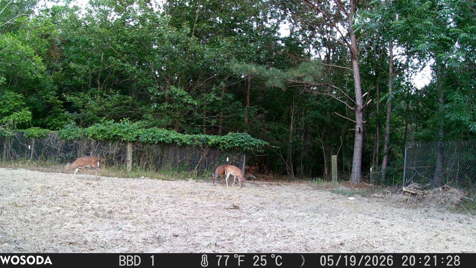 WOSODA Trail Camera 36MP 1920P, Night Vision, IP66 Waterproof Game Camera customer photo 2