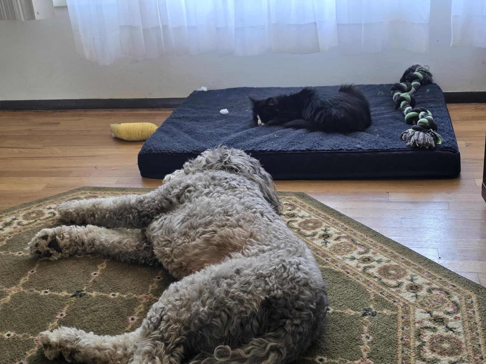 EHEYCIGA Orthopedic Dog Bed Large with Removable Washable Cover, 41IN Grey customer photo 1