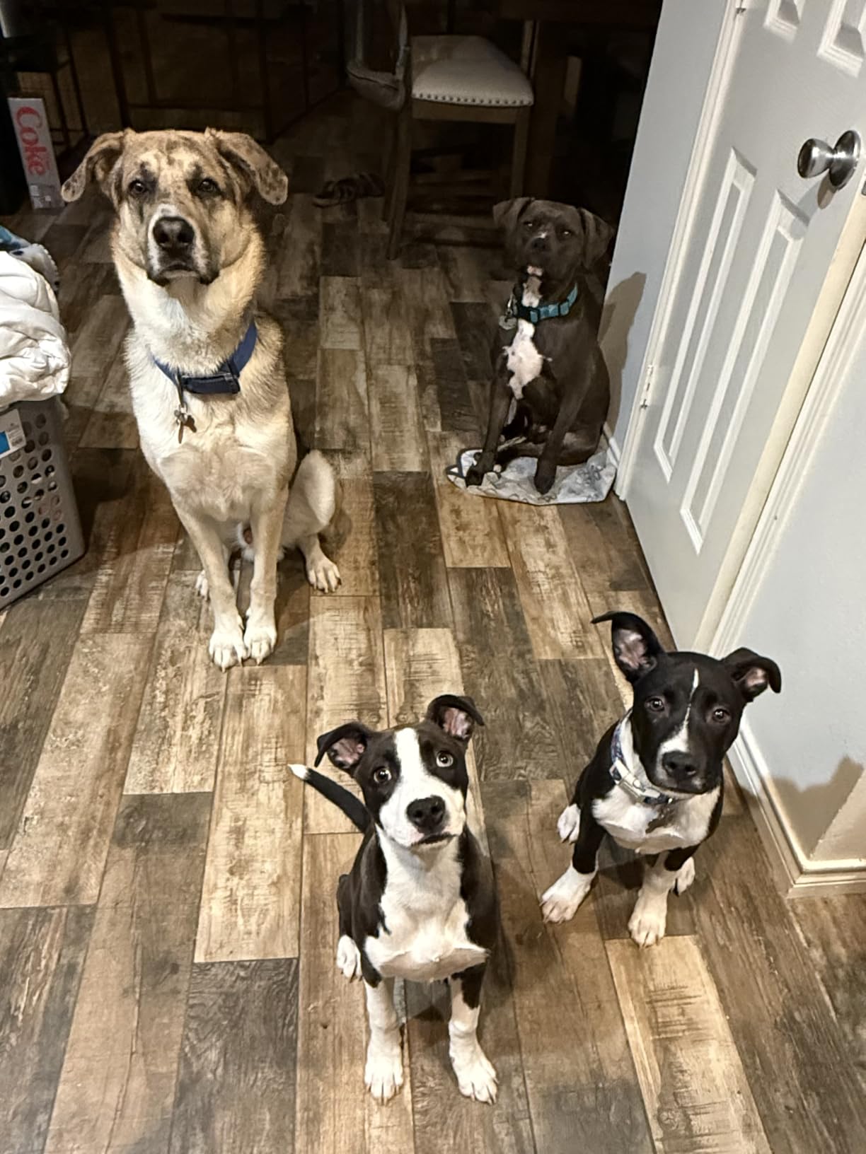 SLOPEHILL Dog Training Collar,4200FT Remote Shock Collar for Dogs 8-140lbs customer photo 1