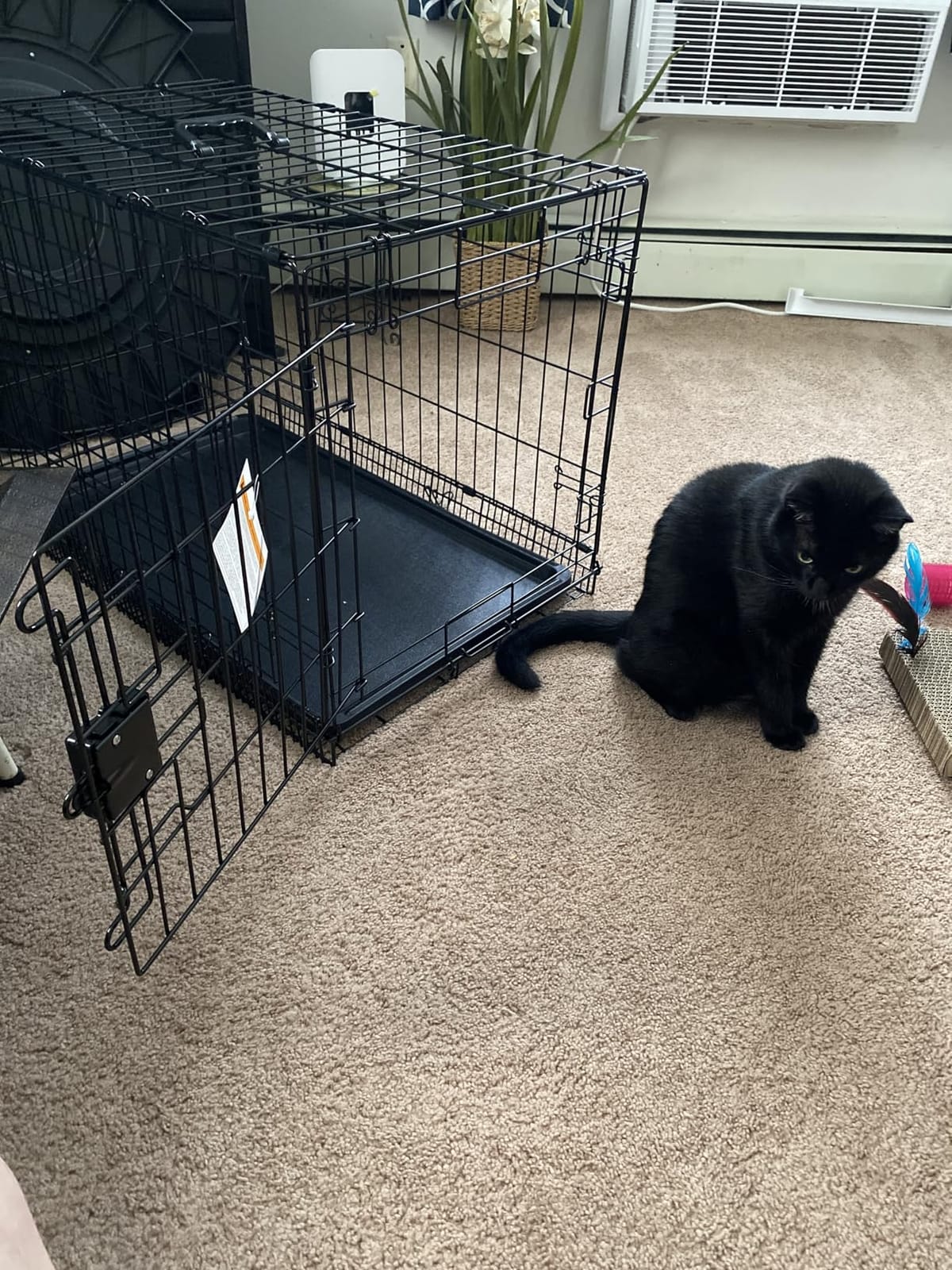 Amazon Basics Portable, Foldable Metal Wire Small Dog Crate with Removable Tray, Divider Panel, Single Door, Easy to Assemble, 24