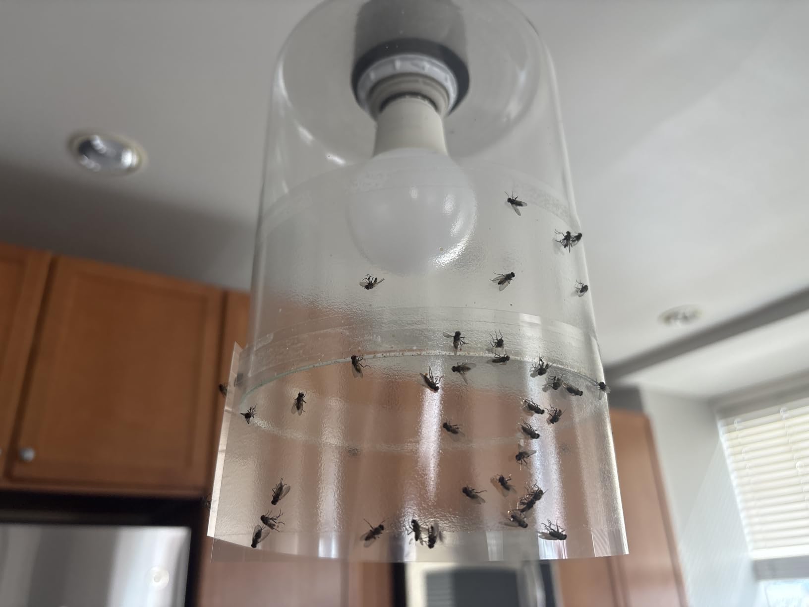 LFSYS 50 Window Fly Traps Indoor Fruit Fly Traps for Indoors customer photo 1
