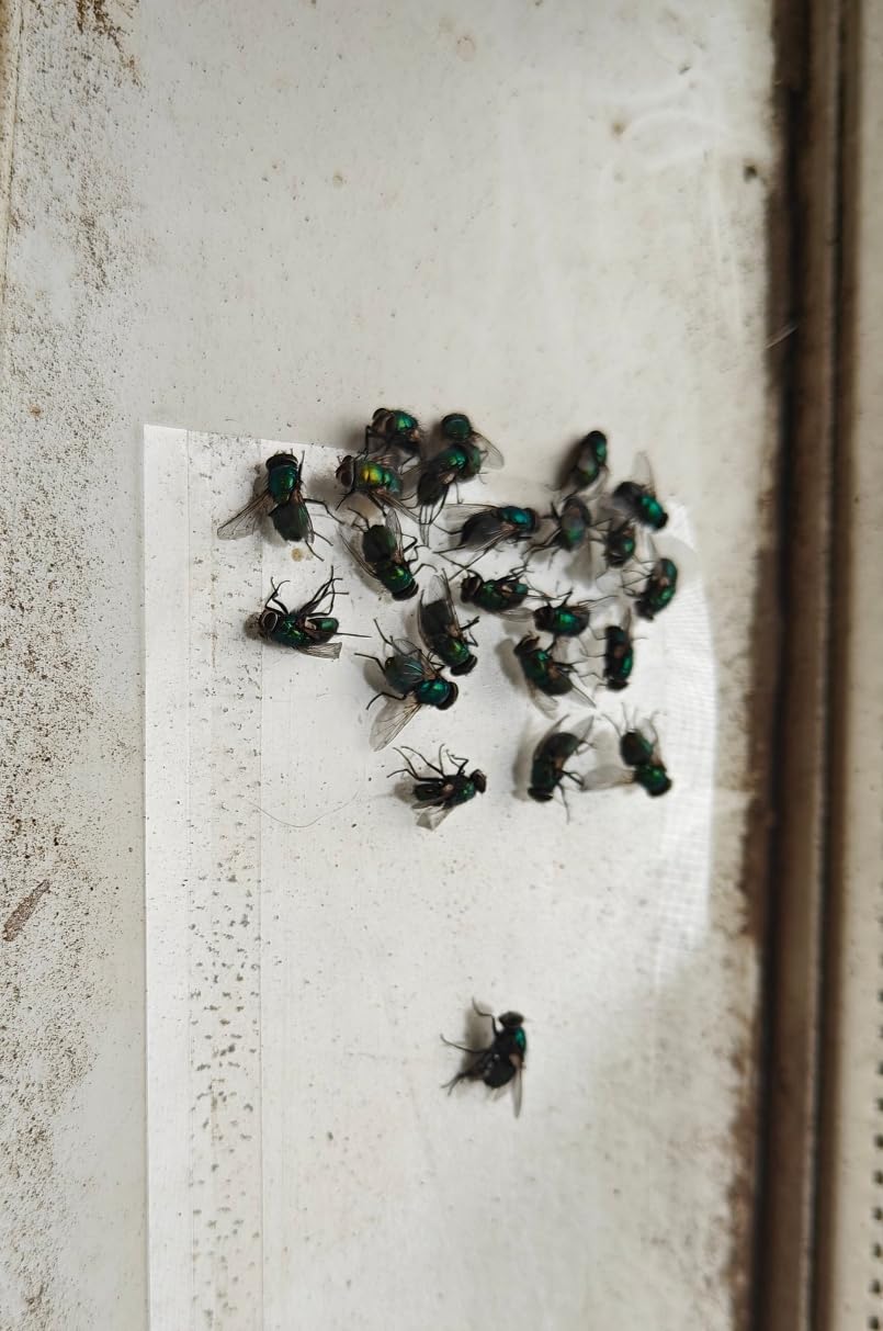 LFSYS 50 Window Fly Traps Indoor Fruit Fly Traps for Indoors customer photo 2