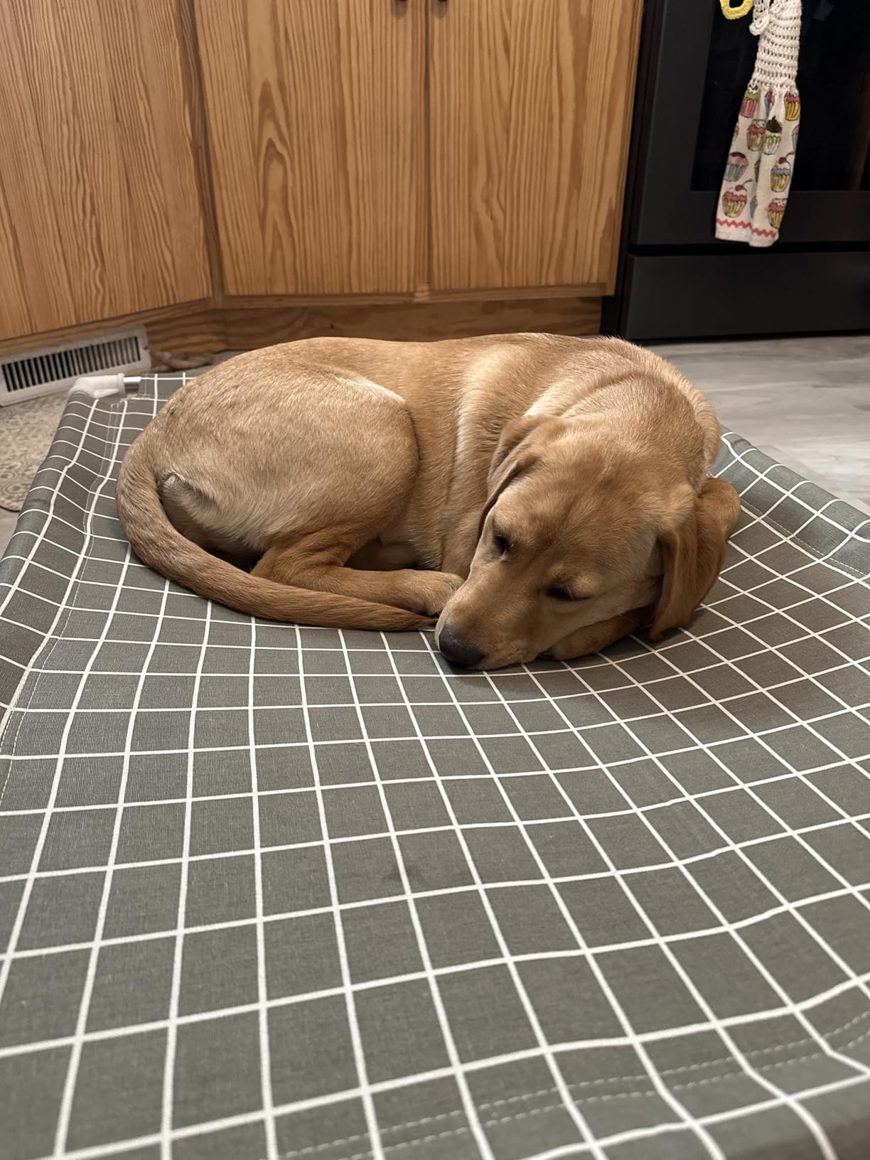 Elevated Pet Bed Dog Cot- Raised Pet Bed for Small Dogs customer photo 1