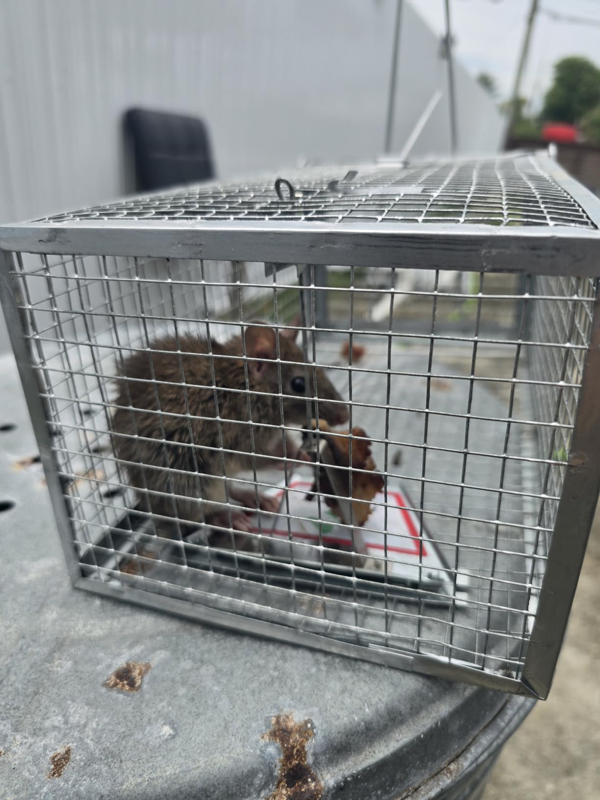 Kensizer 2-Pack Humane Rat Trap, Small Mouse Traps 10.5