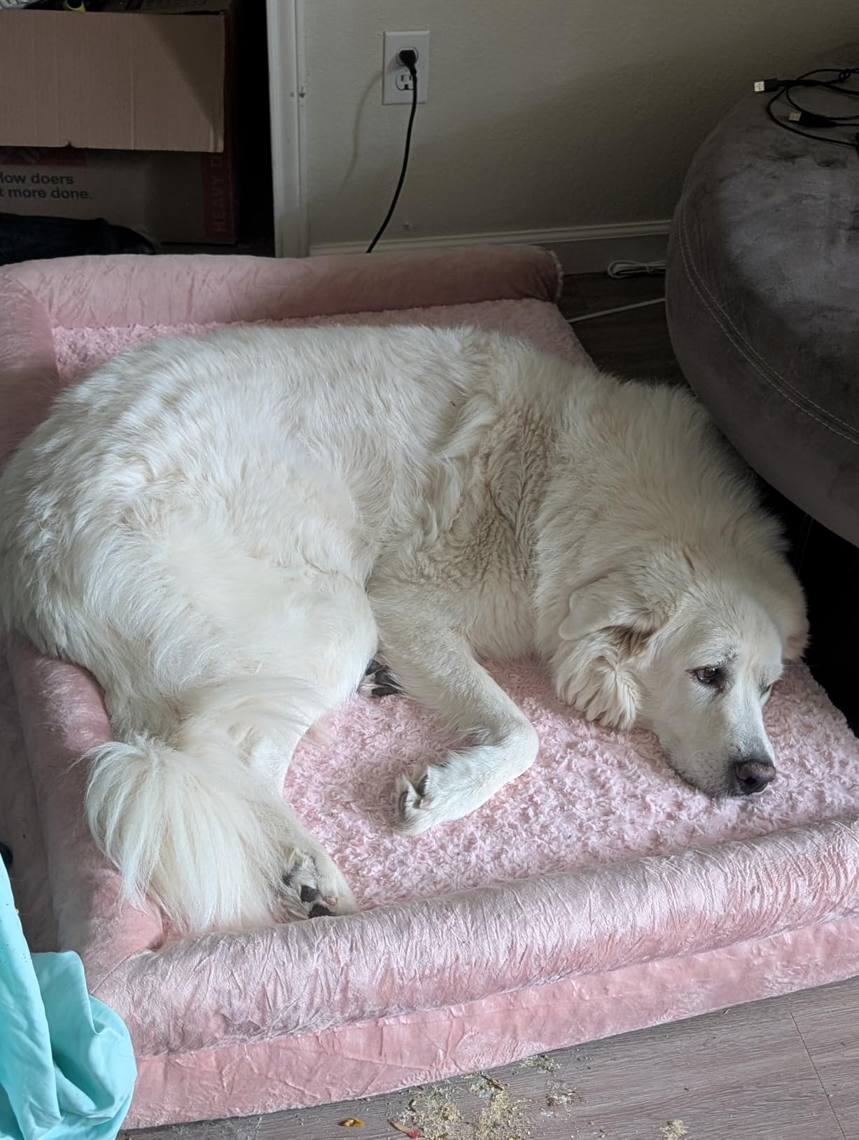 BFPETHOME Orthopedic Washable Large Dog Bed for Senior Dog Comfy Sleep customer photo 1