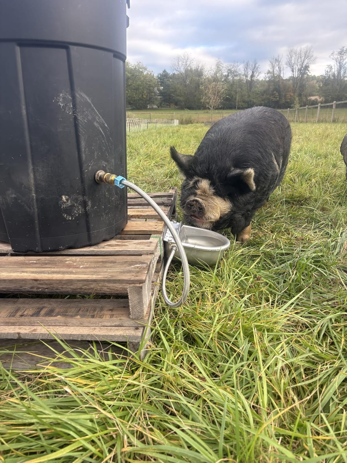 Automatic Animal Drinking Water Bowl with Float Valve, Standard Pipe,3L Stainless Steel Waterer Feeder Farm Dog Dispenser Kit Self Filling for Livestock Horse Goat Water Trough customer photo 1
