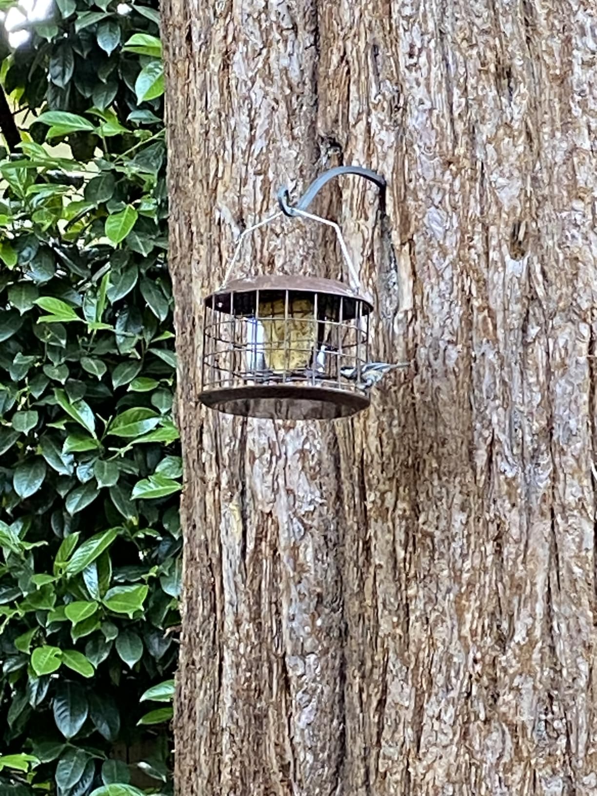 Kingsyard Squirrel Proof Suet Feeder, Cage Bird Feeders for Outdoors Hanging, All Metal, Double Suet Cake Capacity, Tray & Weatherproof, Green customer photo 1