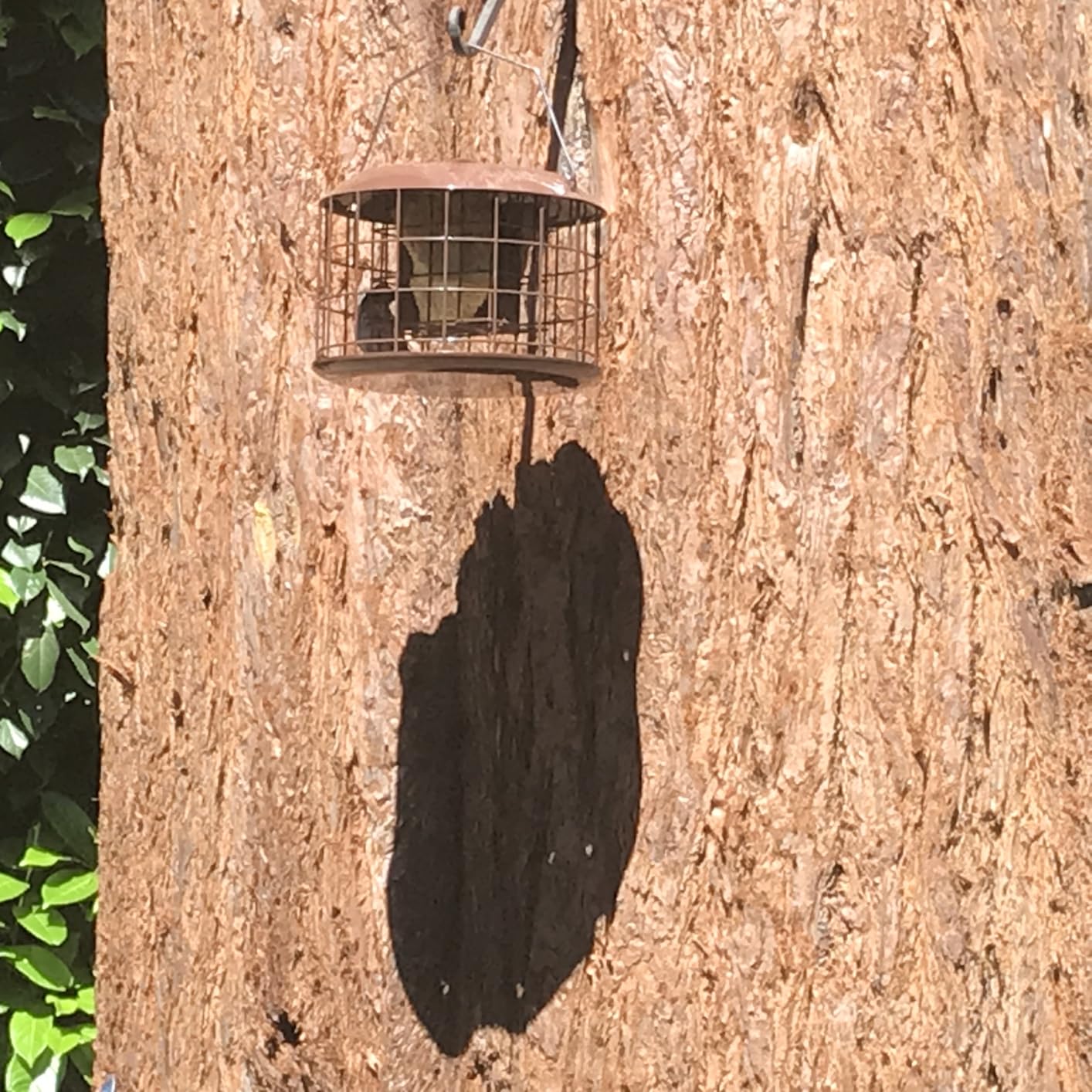 Kingsyard Squirrel Proof Suet Feeder, Cage Bird Feeders for Outdoors Hanging, All Metal, Double Suet Cake Capacity, Tray & Weatherproof, Green customer photo 2