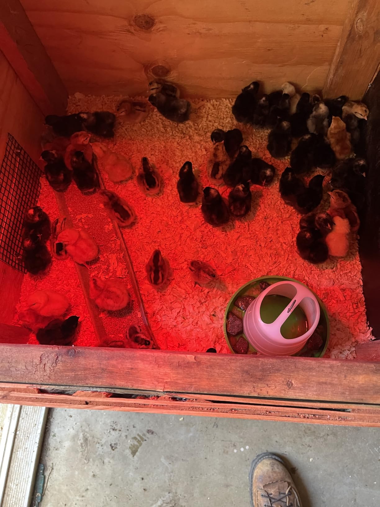 Hatching Time Incubators for Hatching Eggs, CT180SH Egg Setter & Hatcher customer photo 2